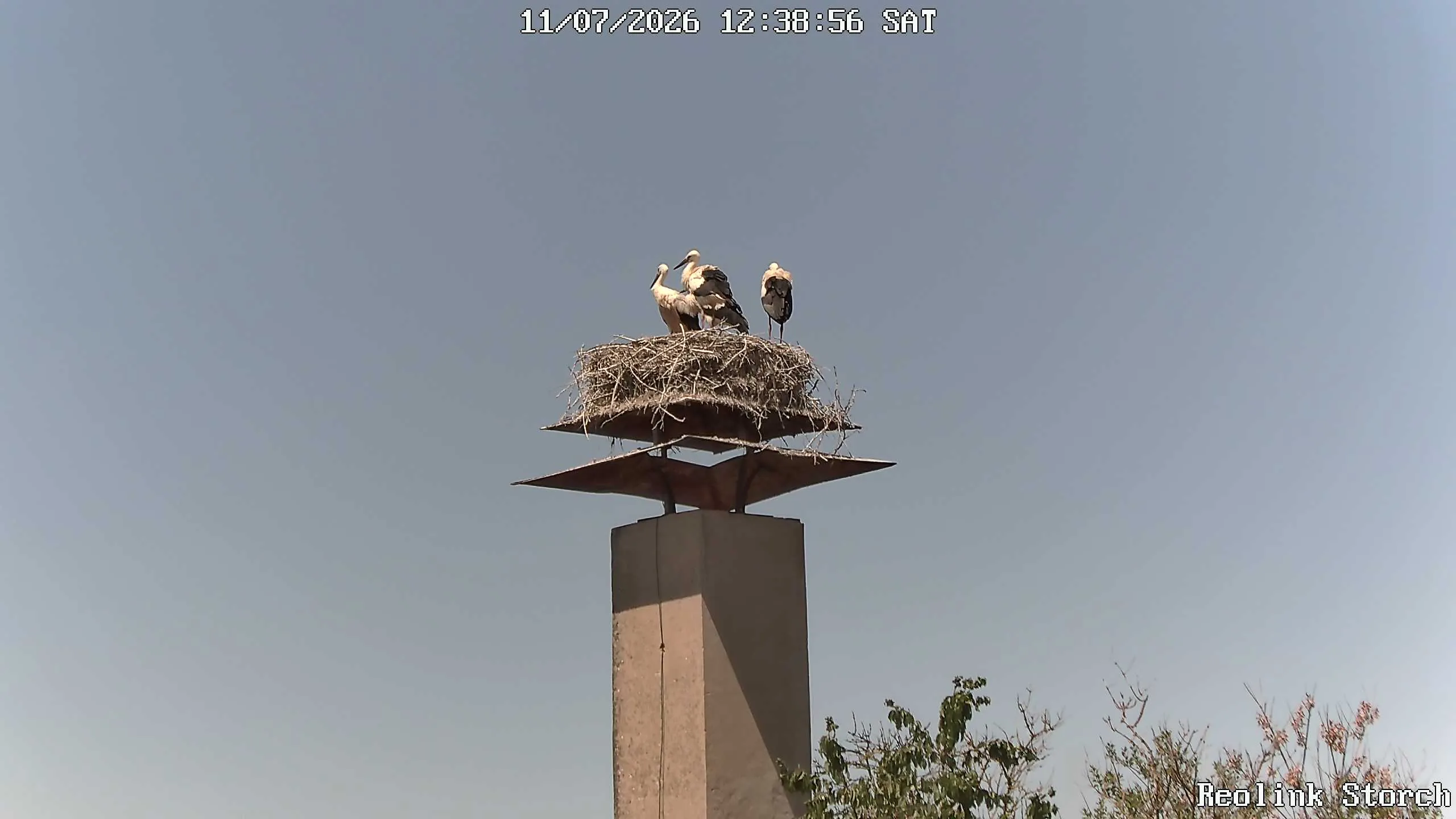Storchencam Bild