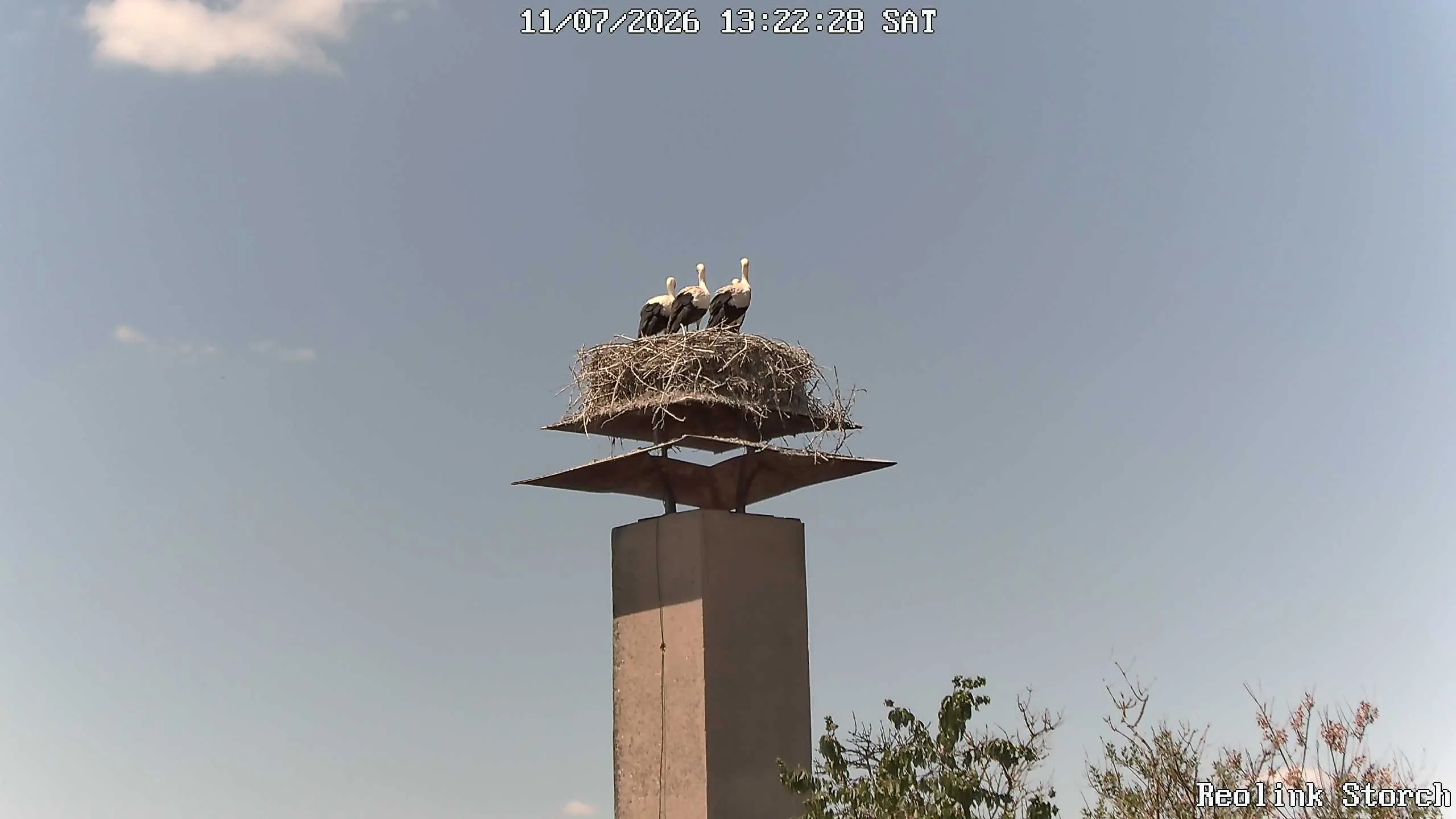 Storchencam Bild