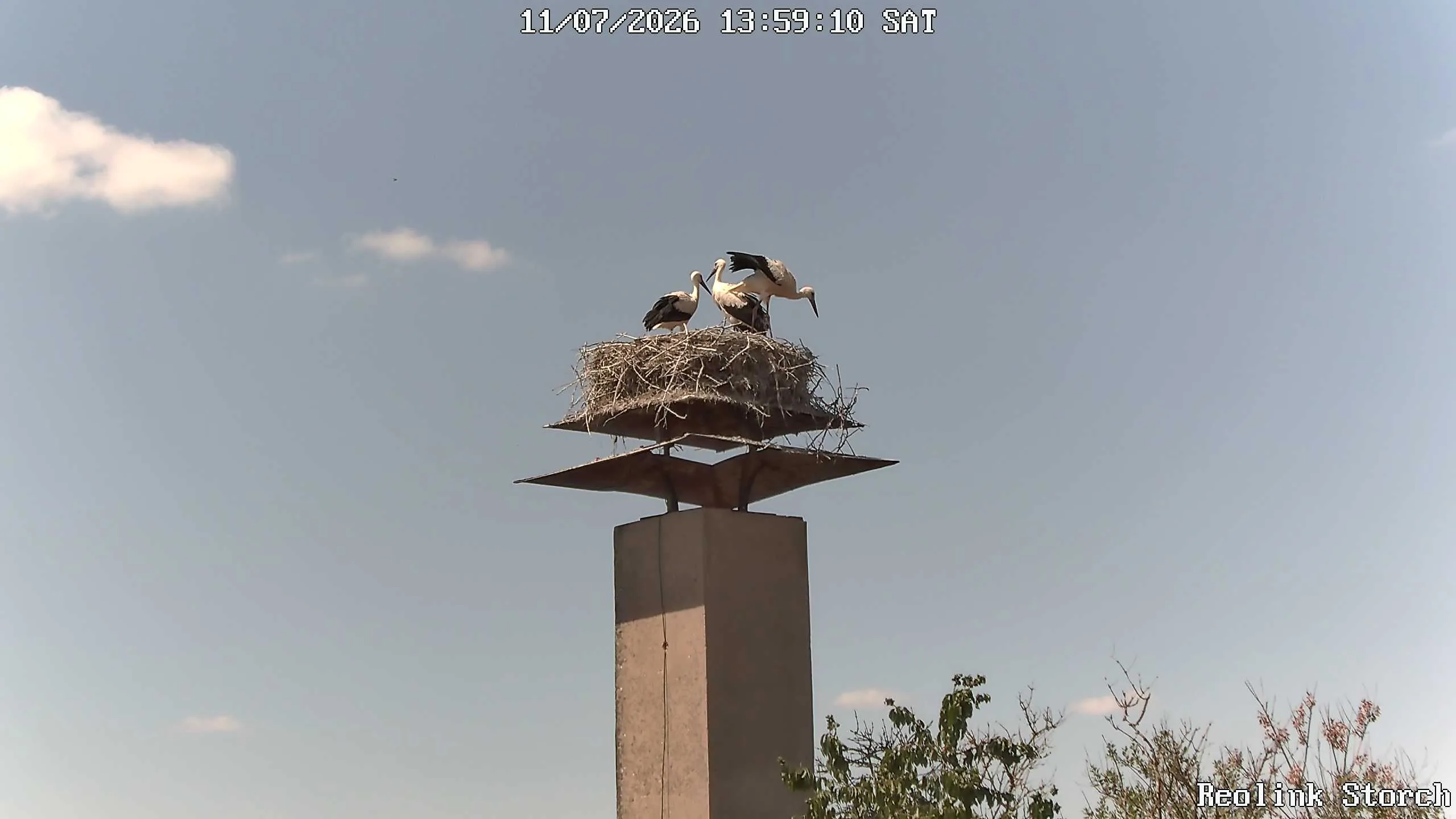 Storchencam Bild