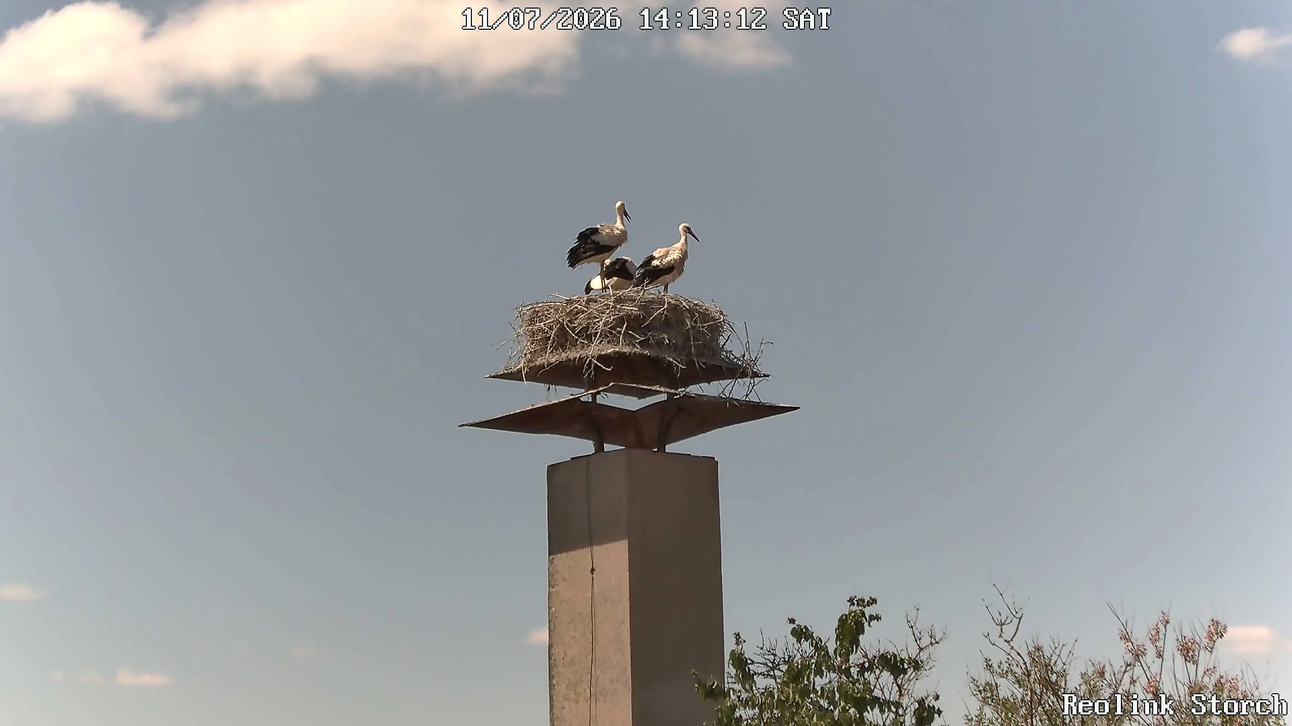 Storchencam Bild