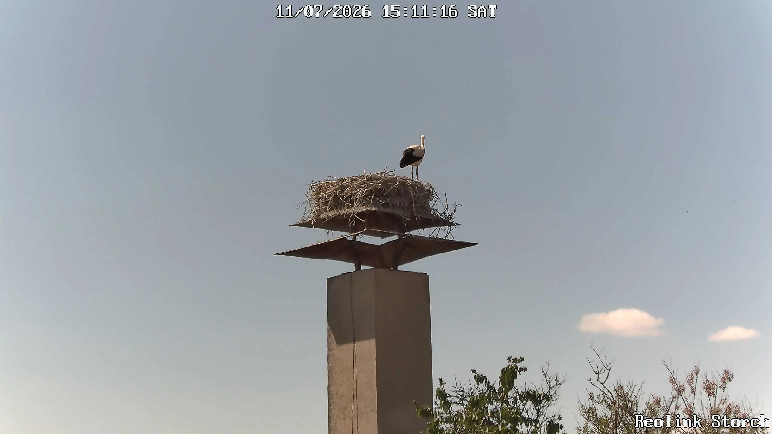 Storchencam Bild