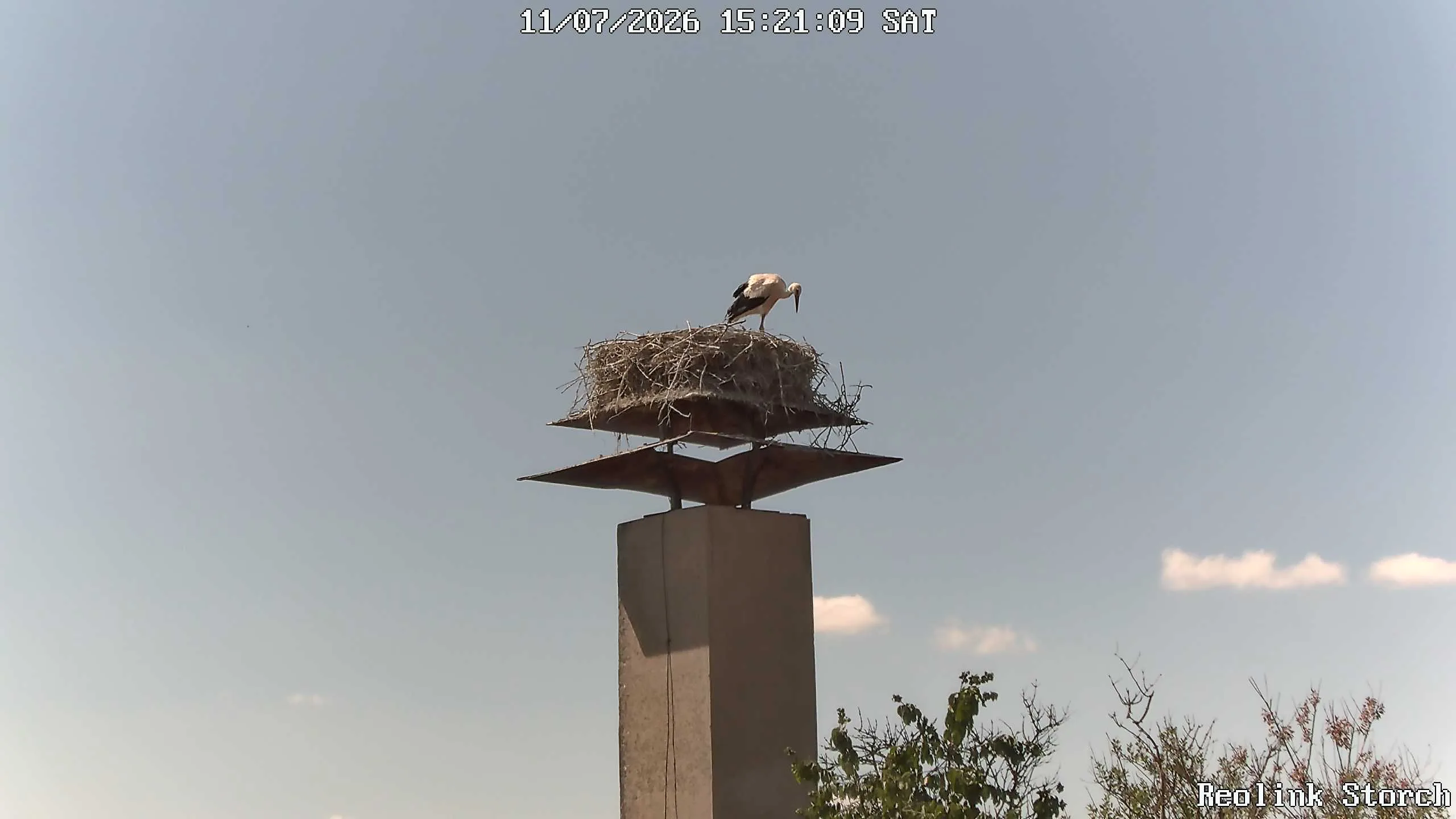 Storchencam Bild