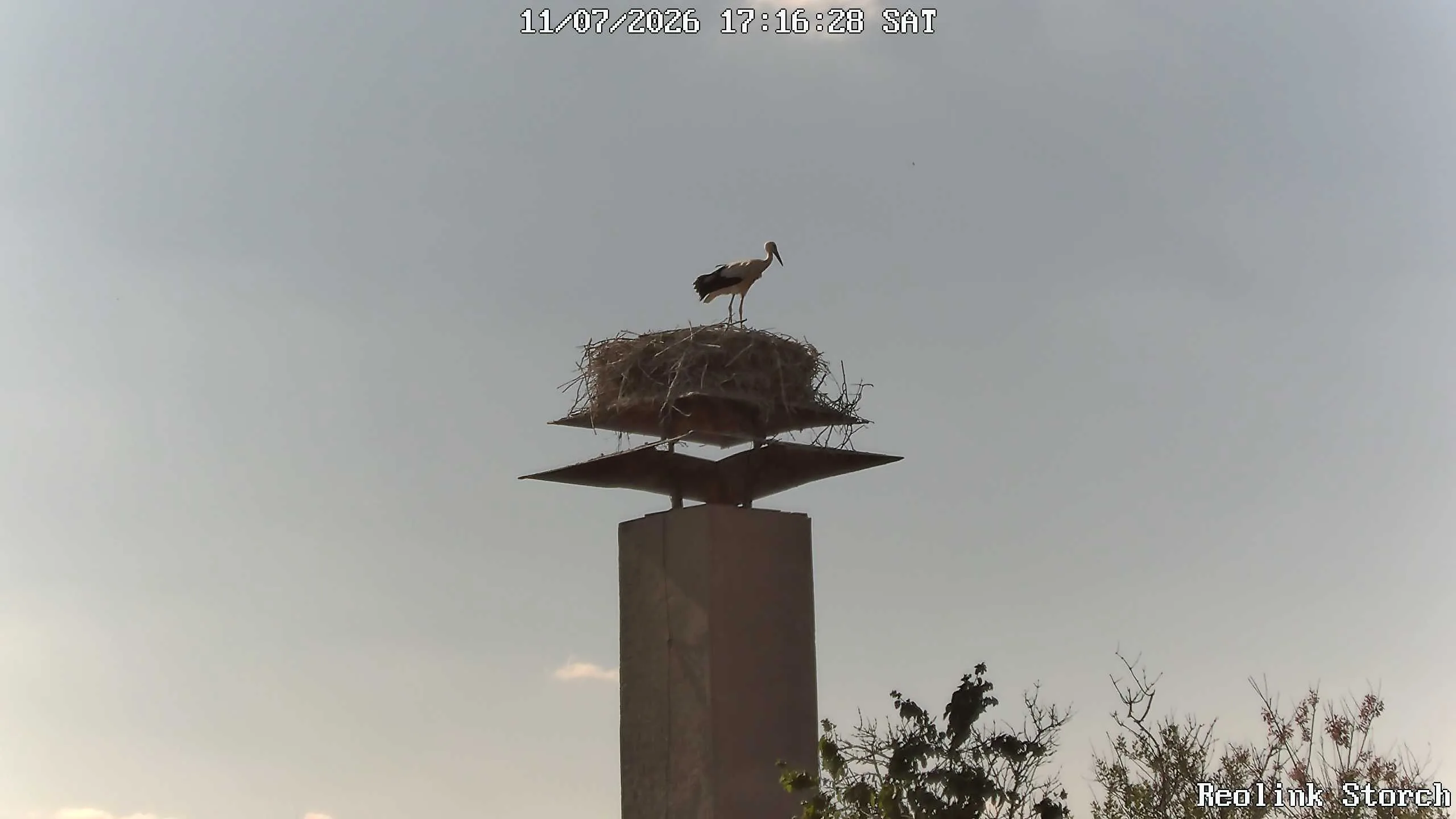 Storchencam Bild