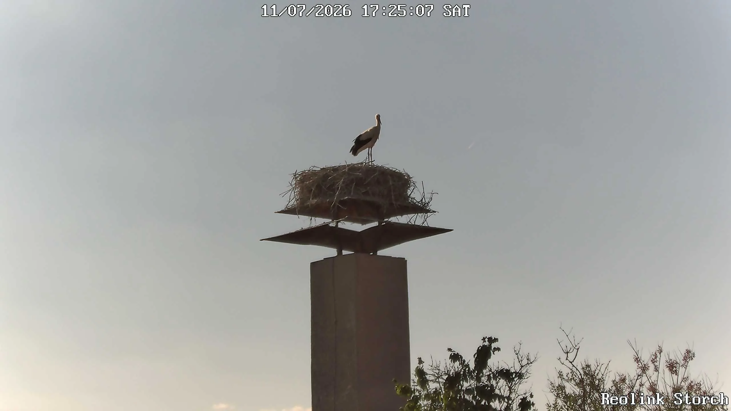 Storchencam Bild
