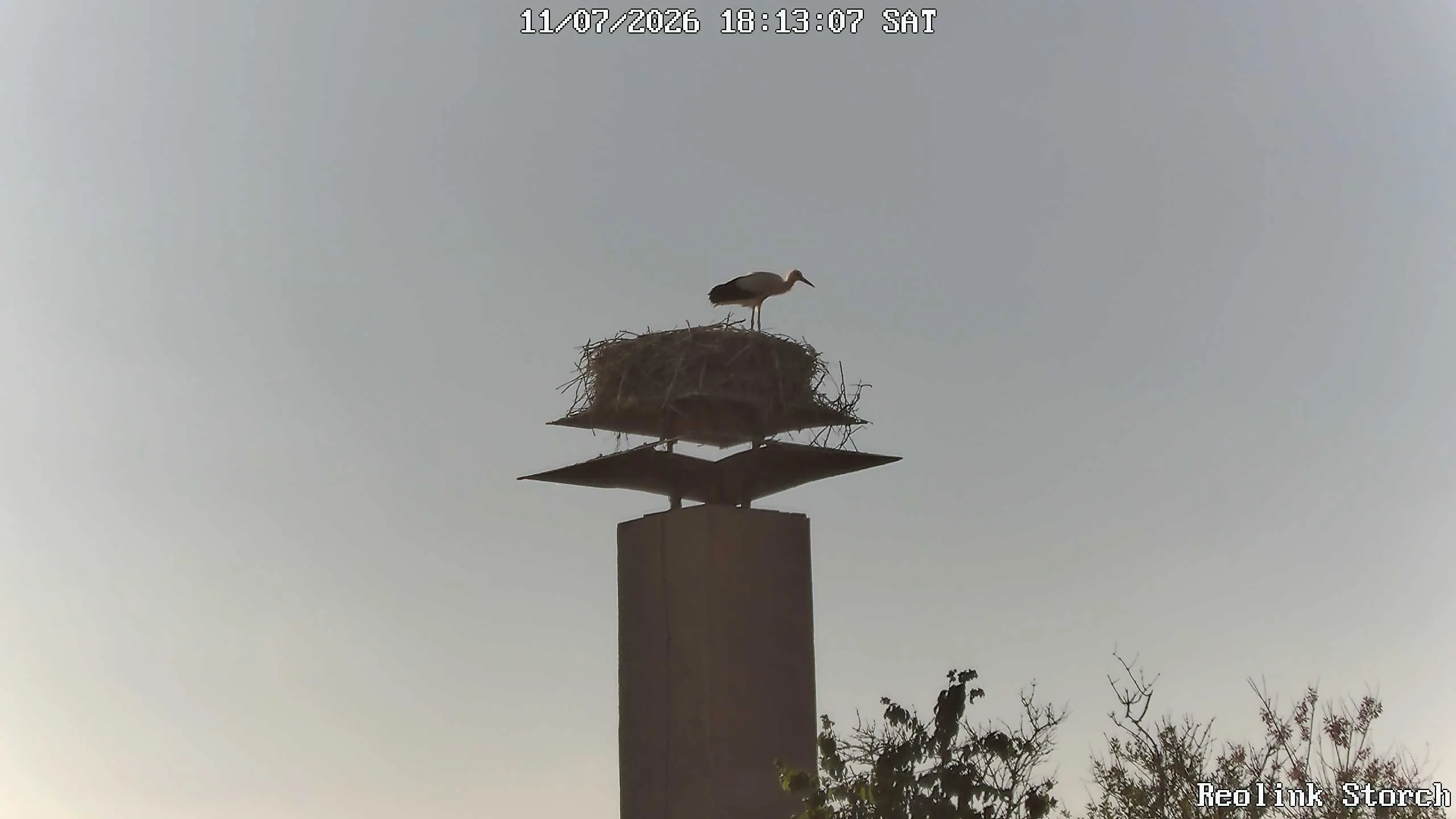 Storchencam Bild