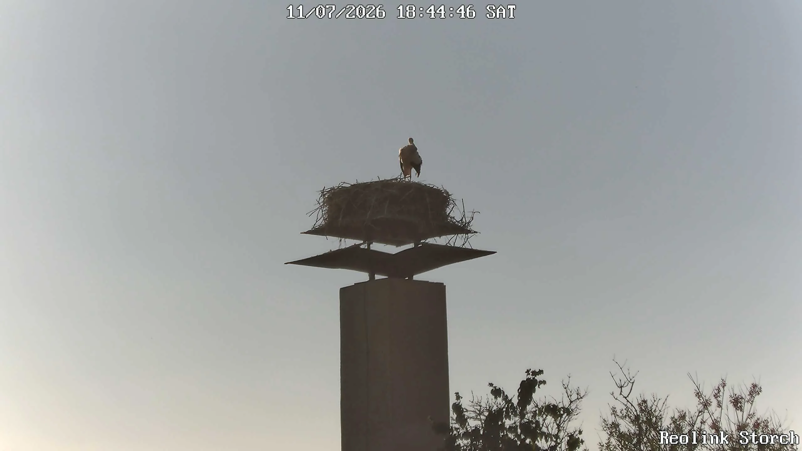 Storchencam Bild