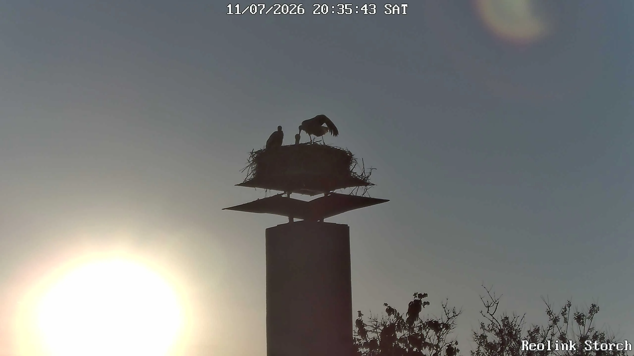 Storchencam Bild