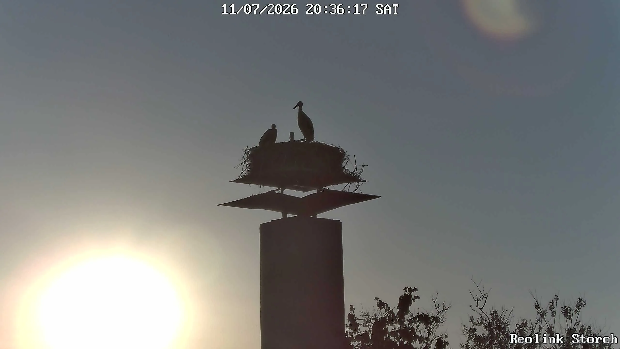 Storchencam Bild
