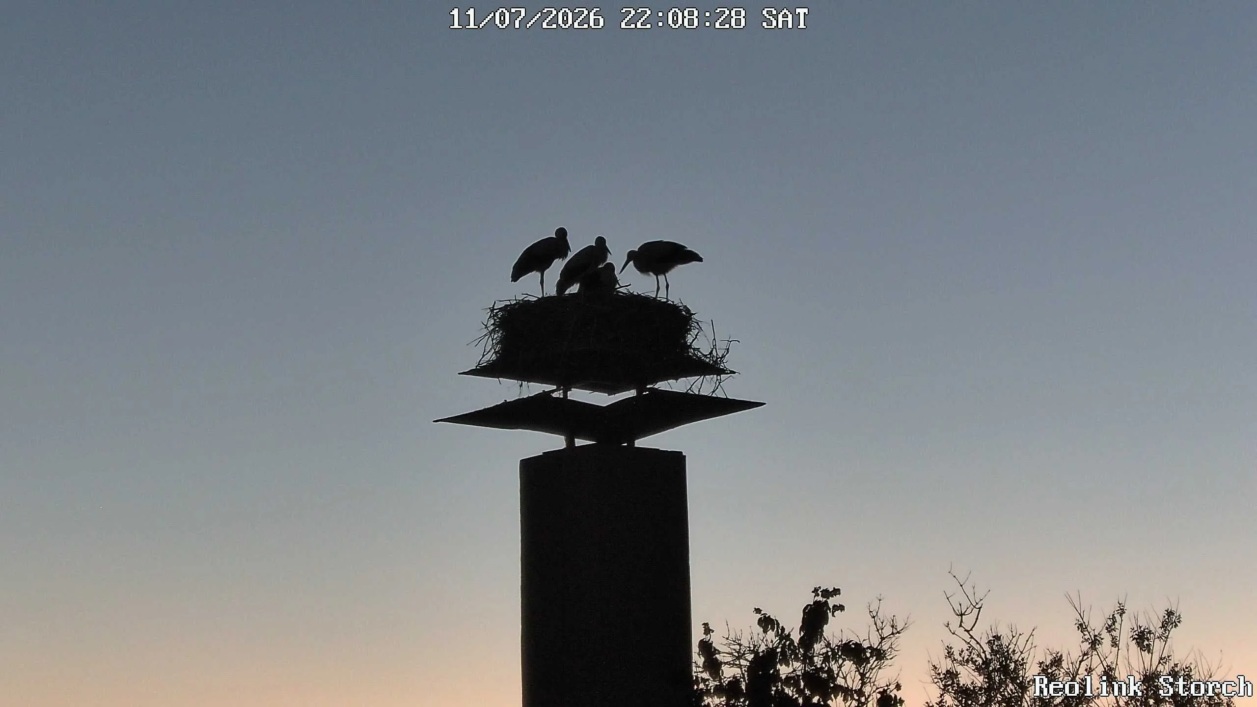 Storchencam Bild