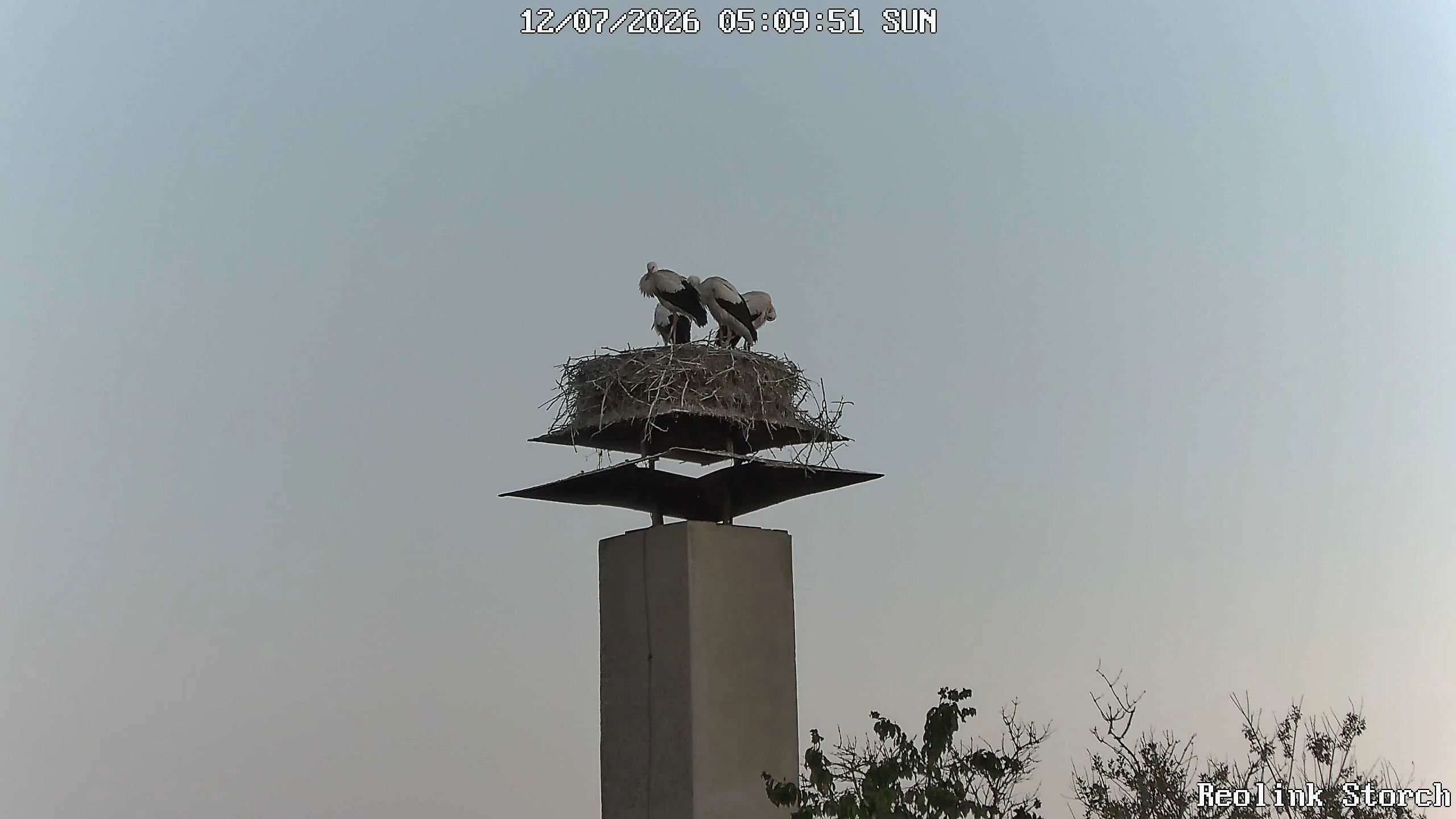 Storchencam Bild