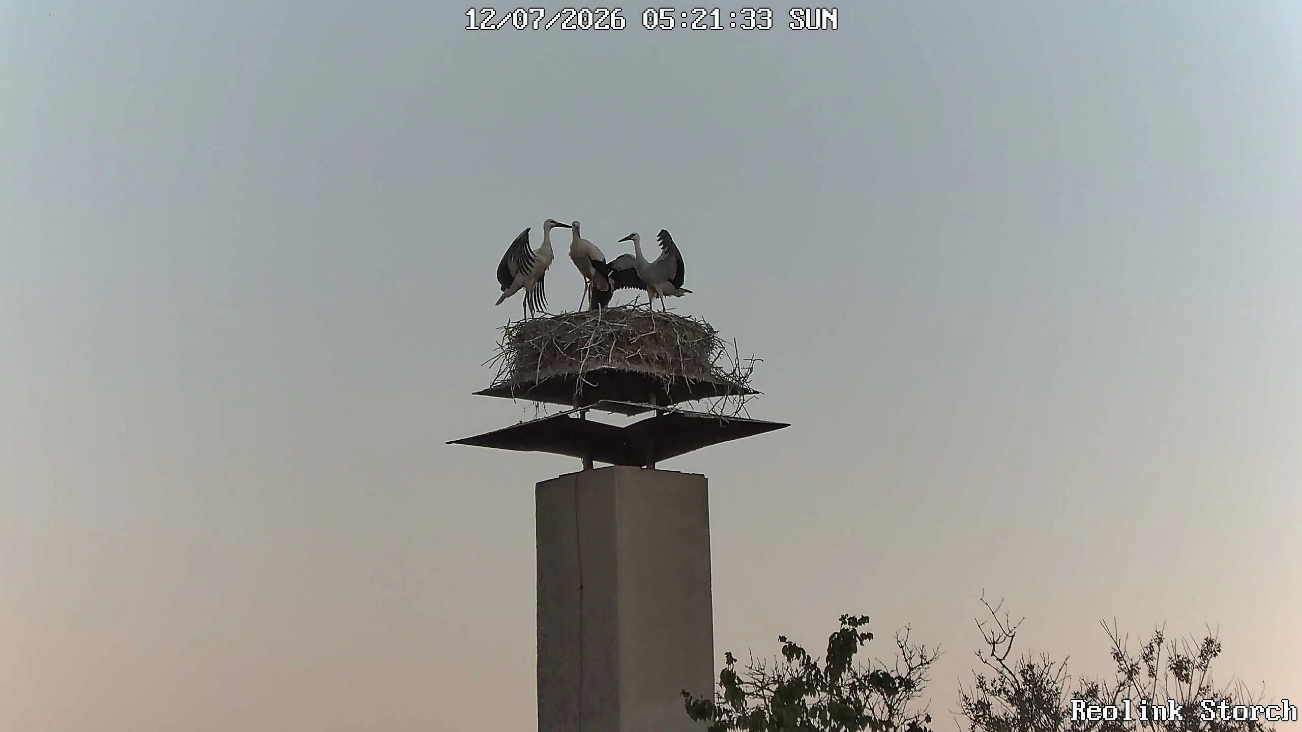 Storchencam Bild