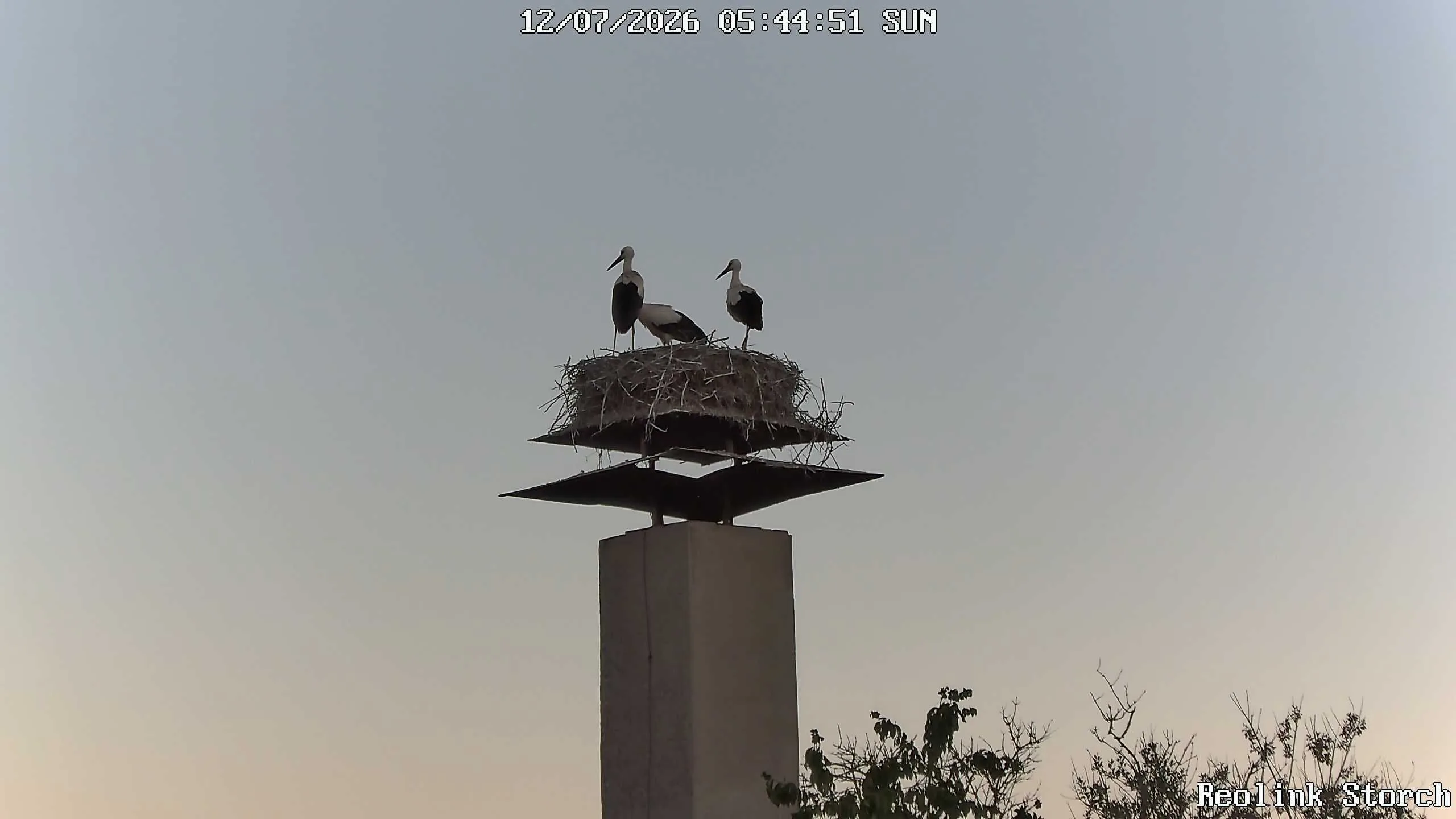 Storchencam Bild