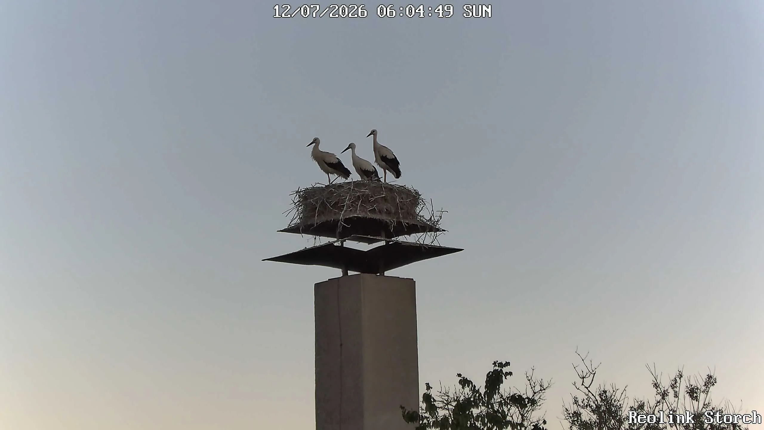 Storchencam Bild
