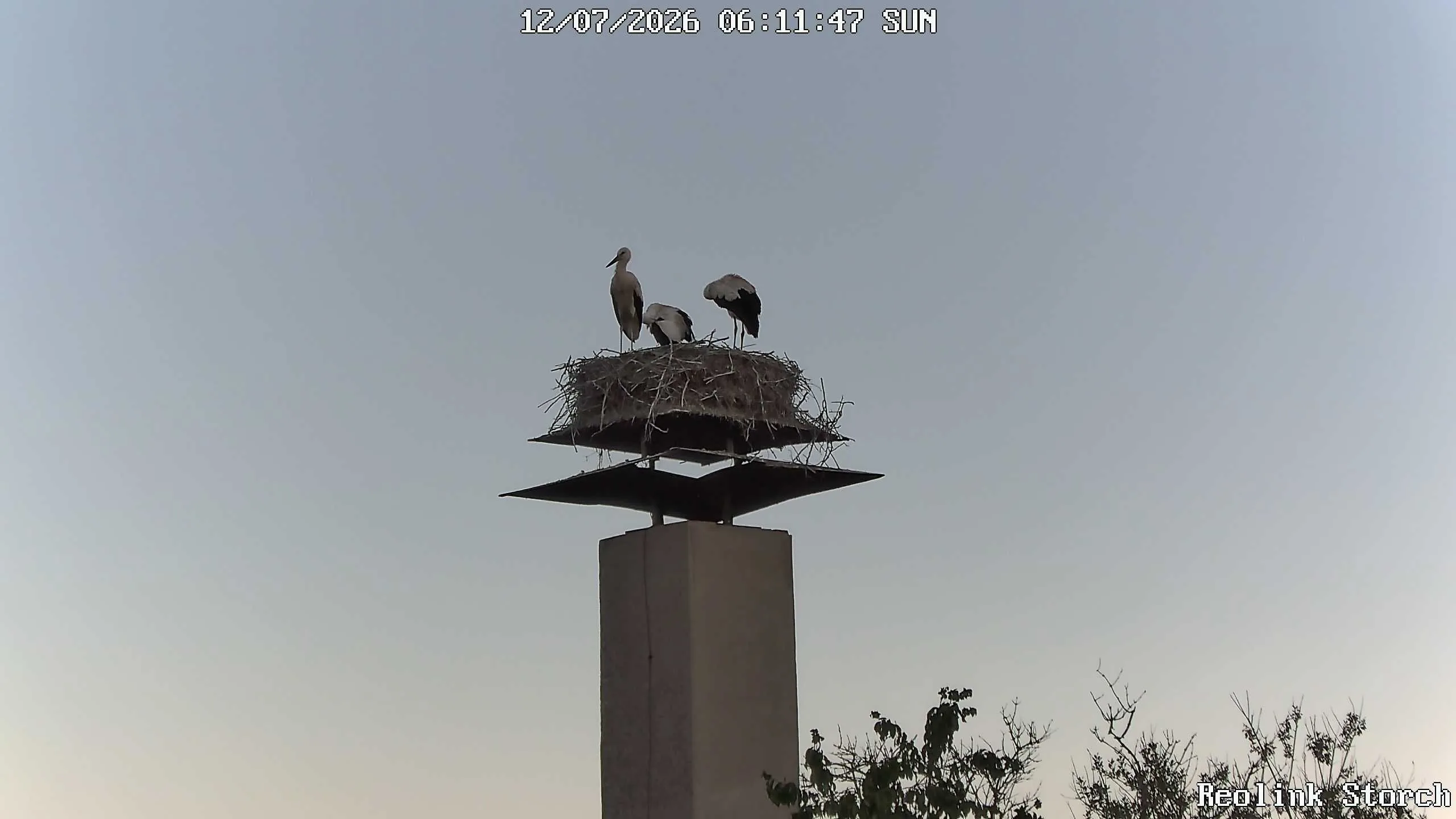 Storchencam Bild