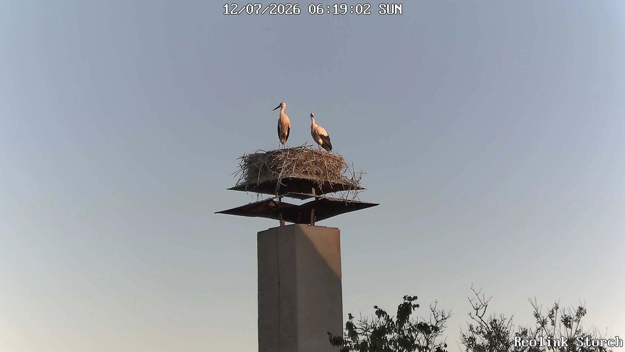 Storchencam Bild