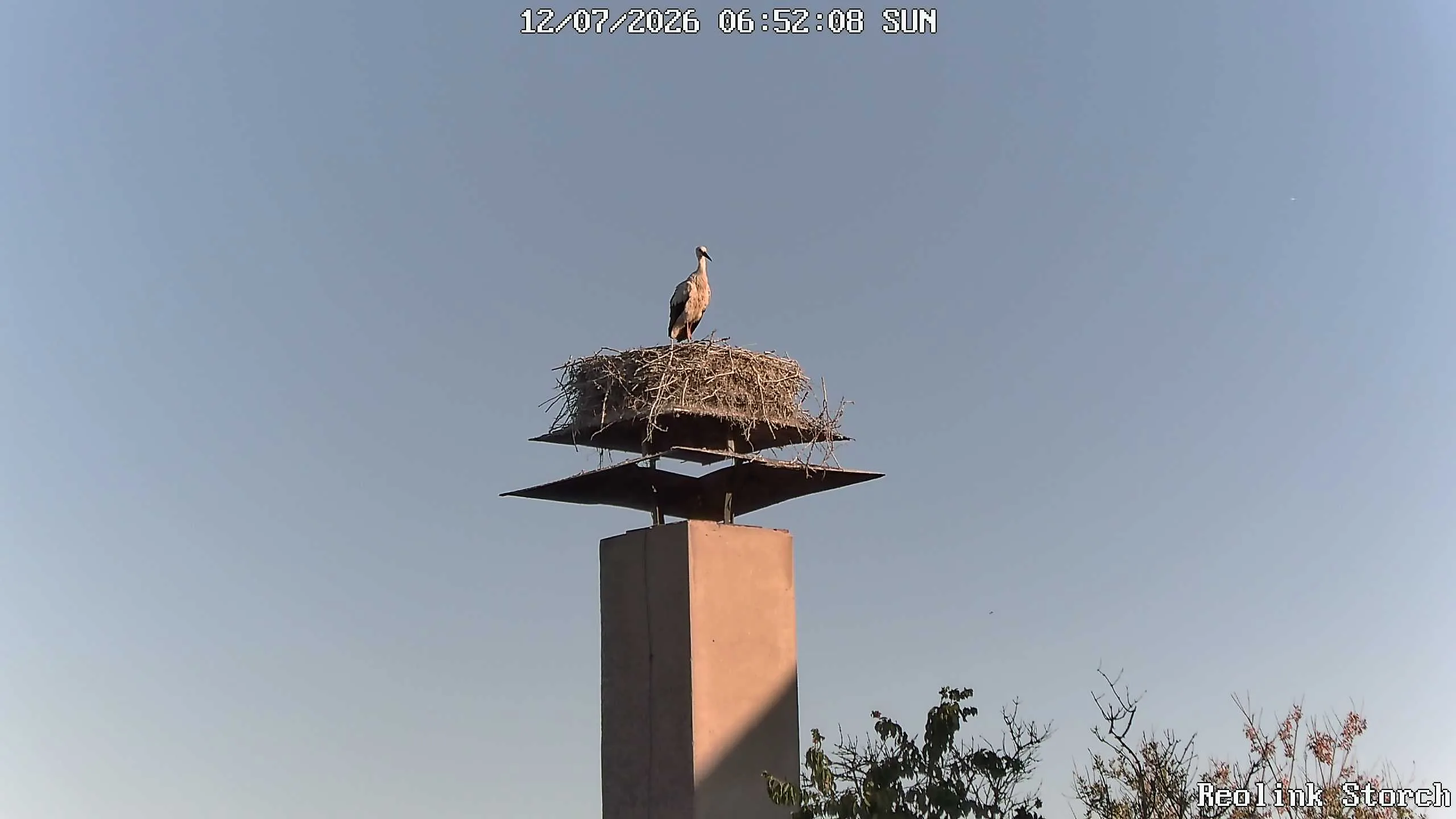 Storchencam Bild