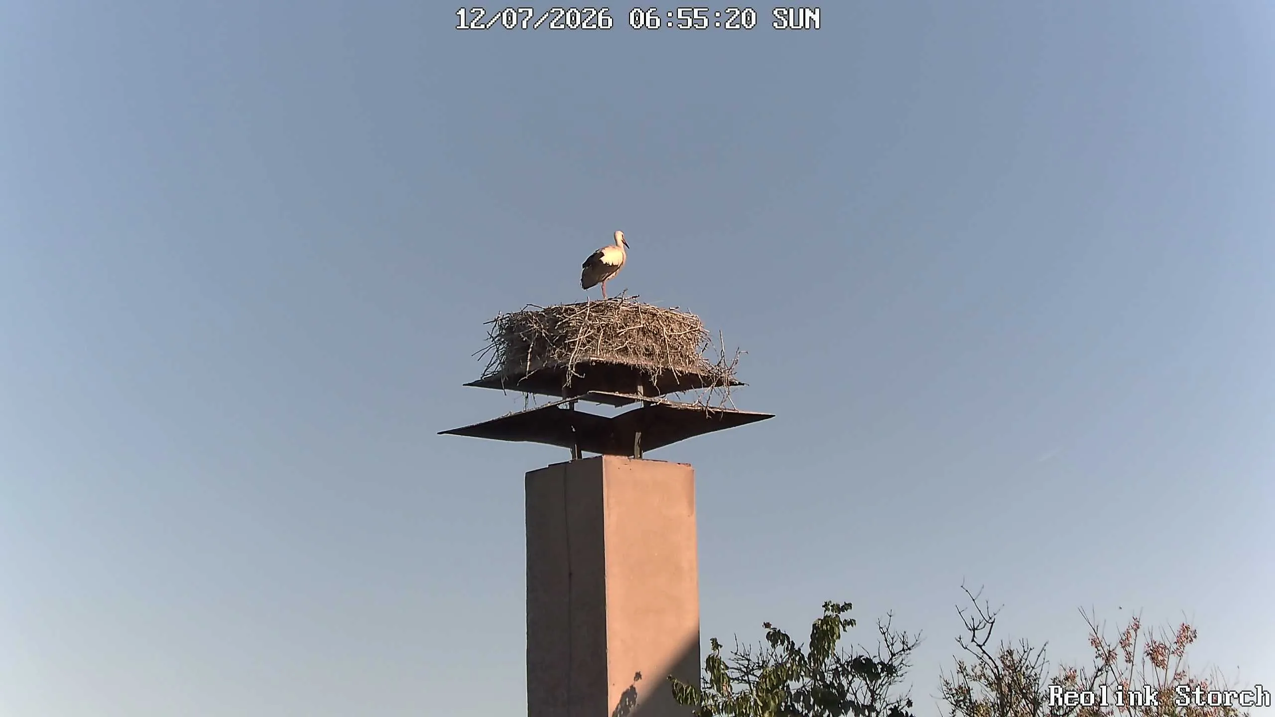 Storchencam Bild
