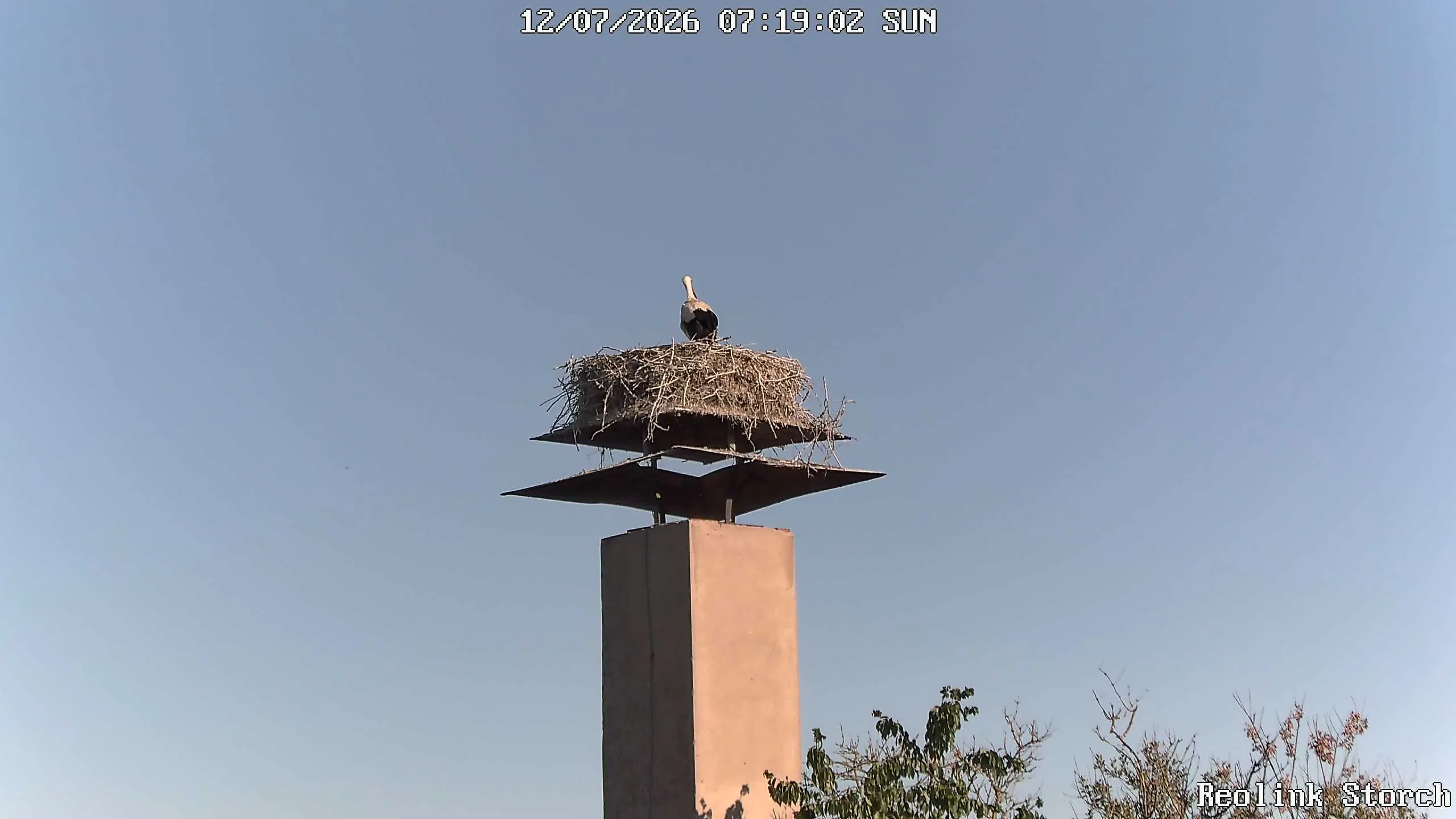Storchencam Bild