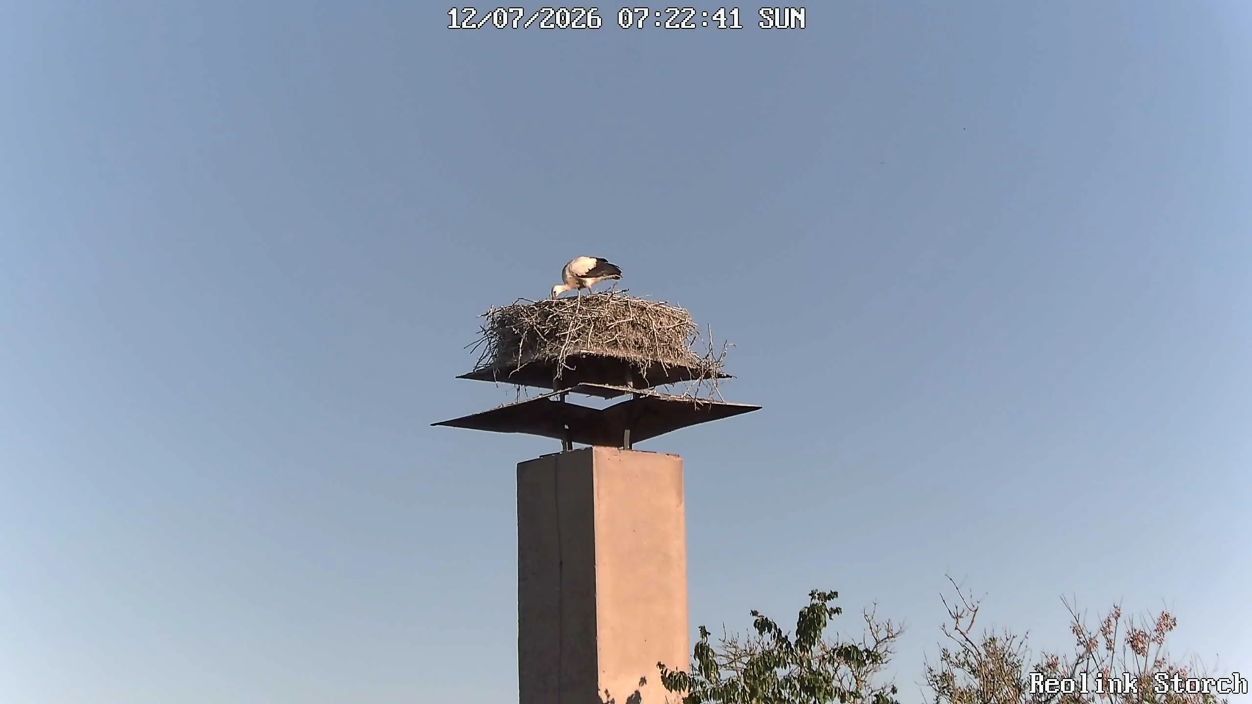 Storchencam Bild