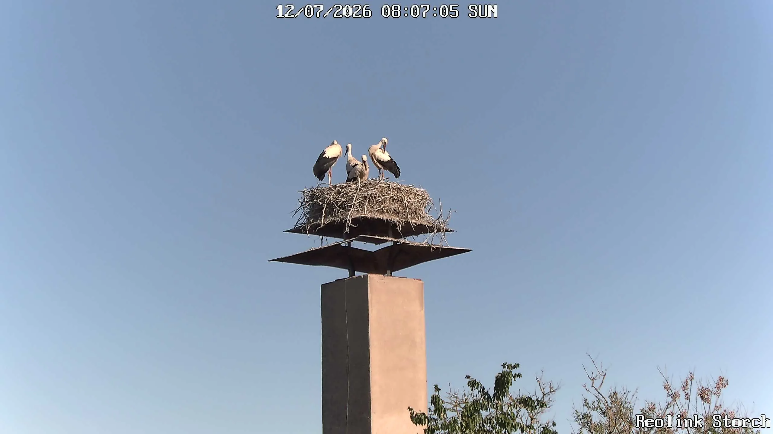 Storchencam Bild