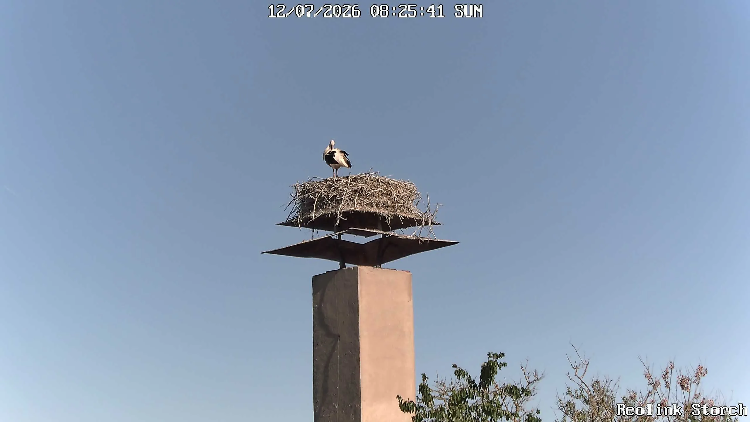 Storchencam Bild