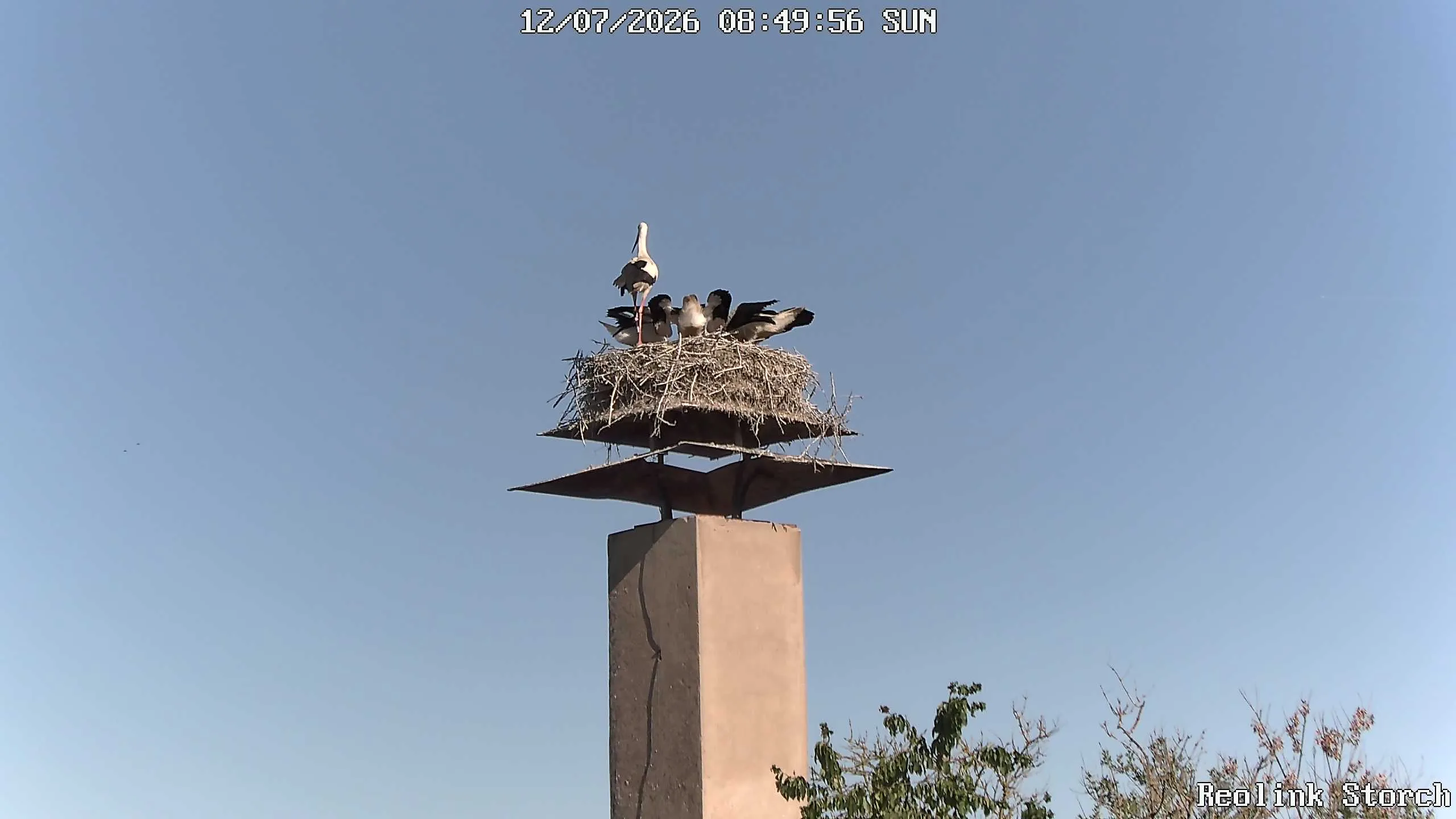 Storchencam Bild
