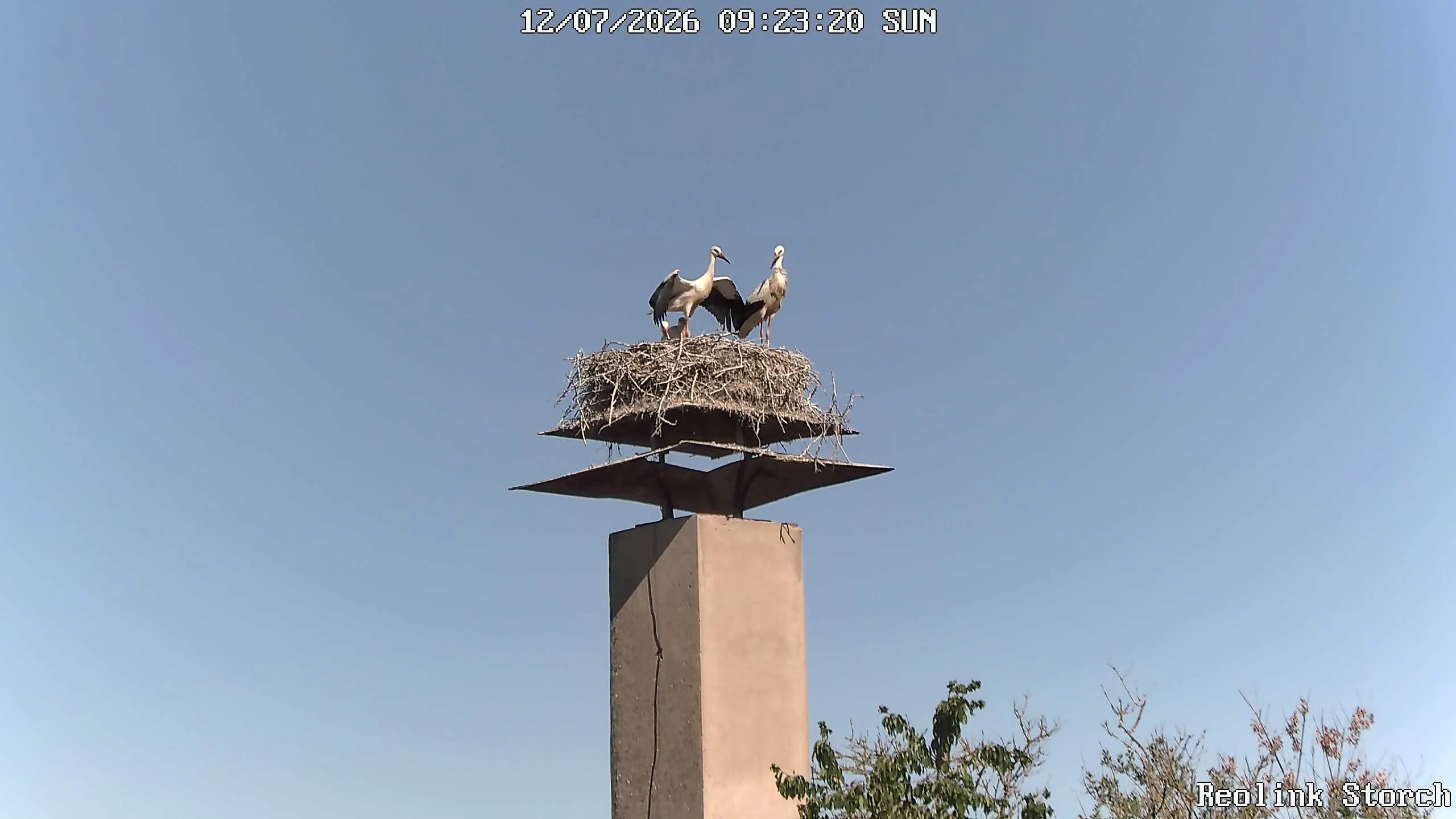 Storchencam Bild