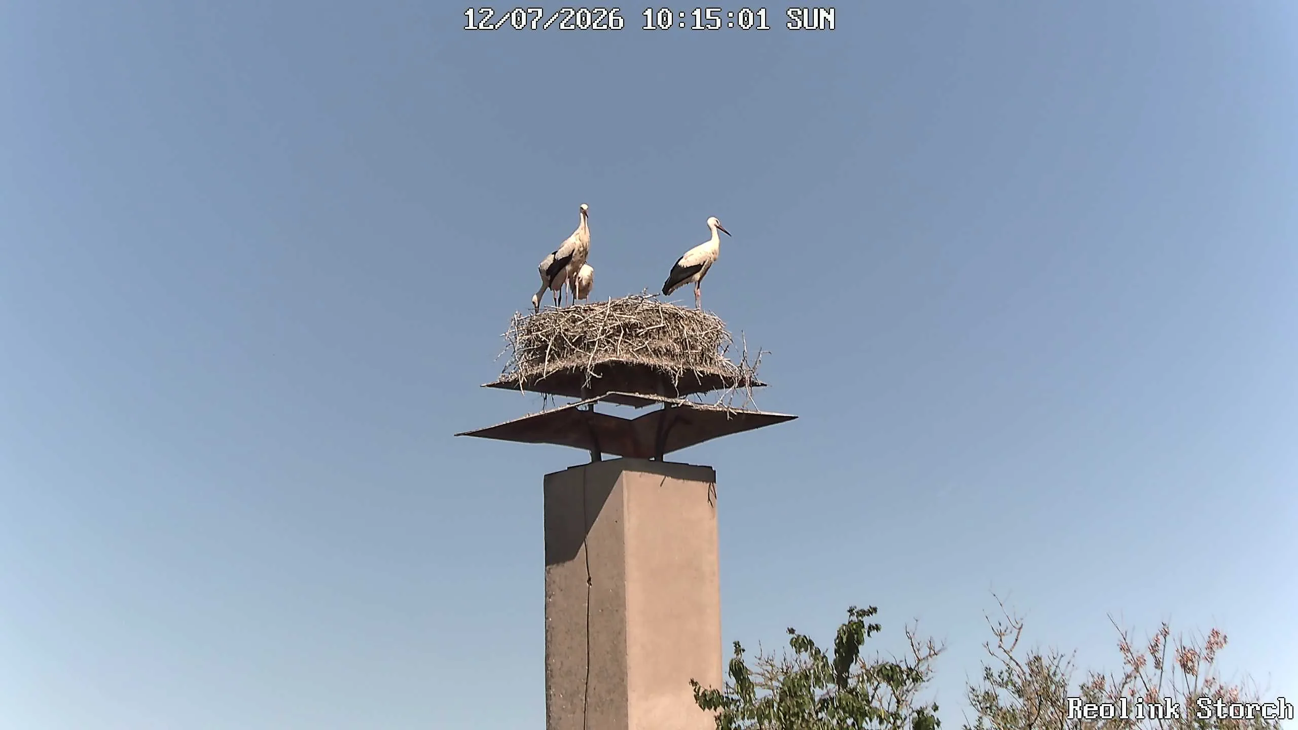 Storchencam Bild