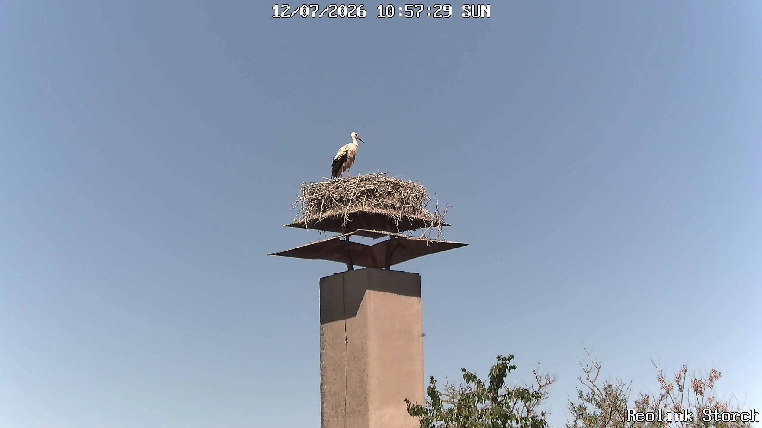 Storchencam Bild