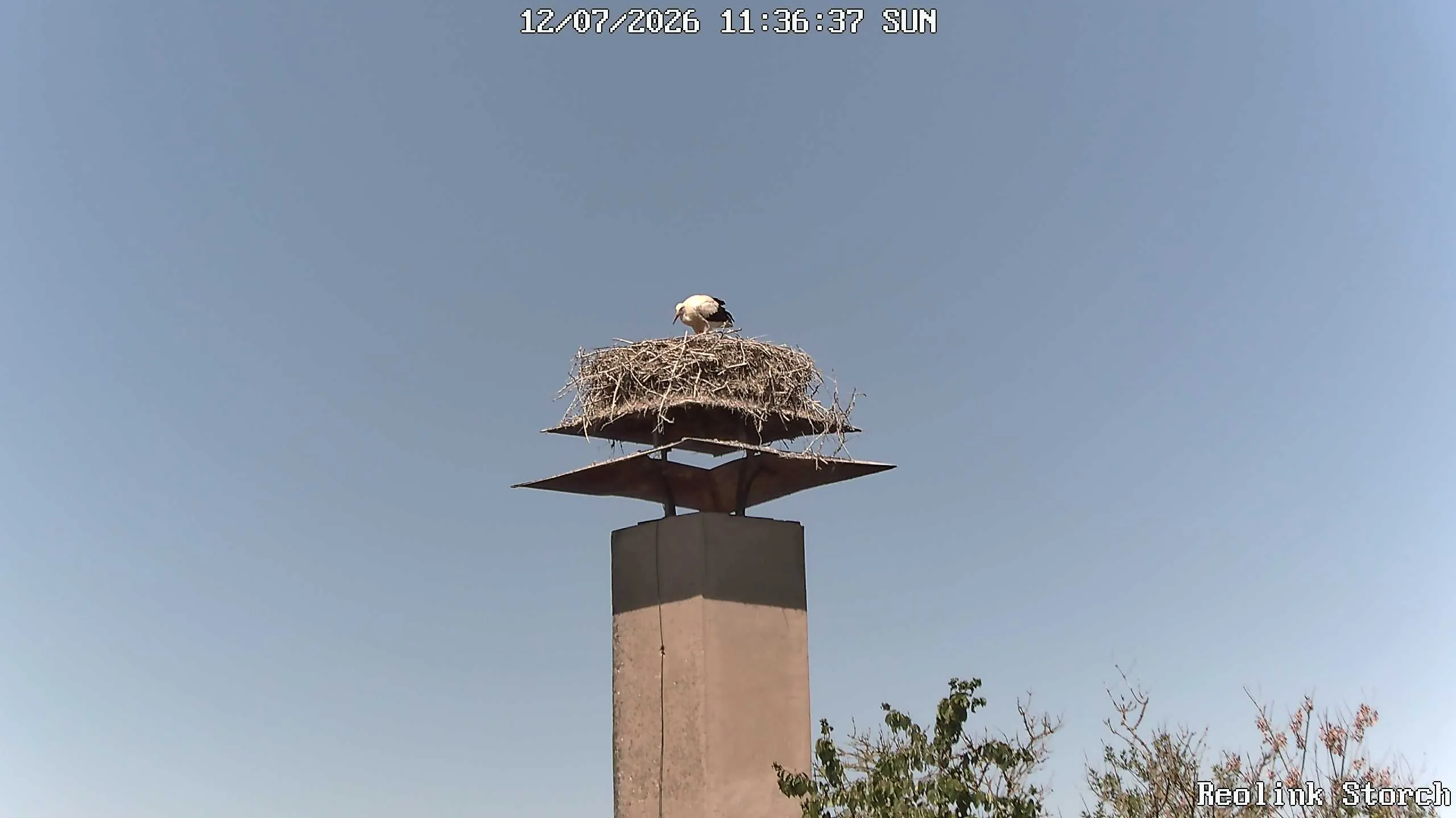 Storchencam Bild