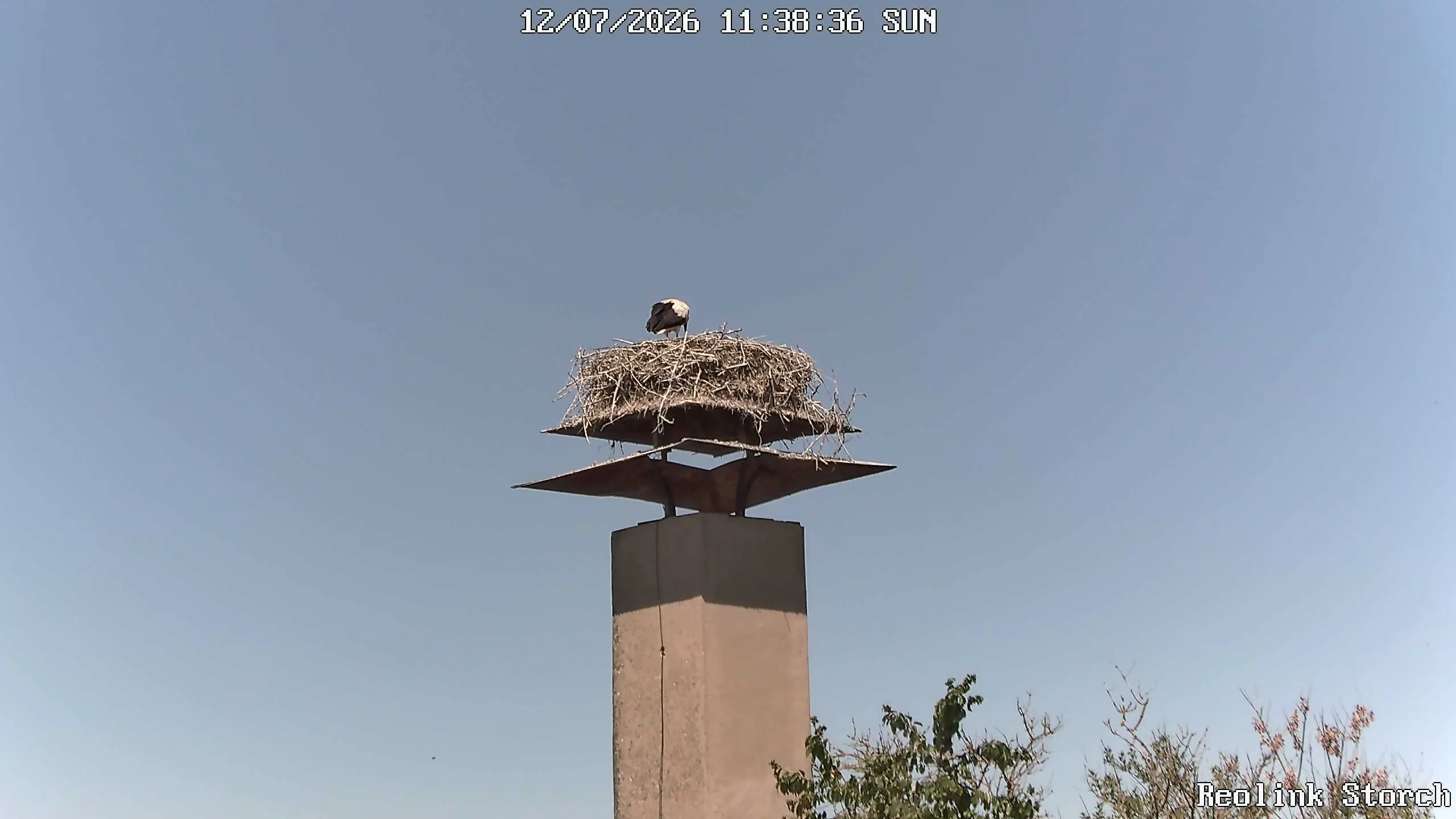 Storchencam Bild