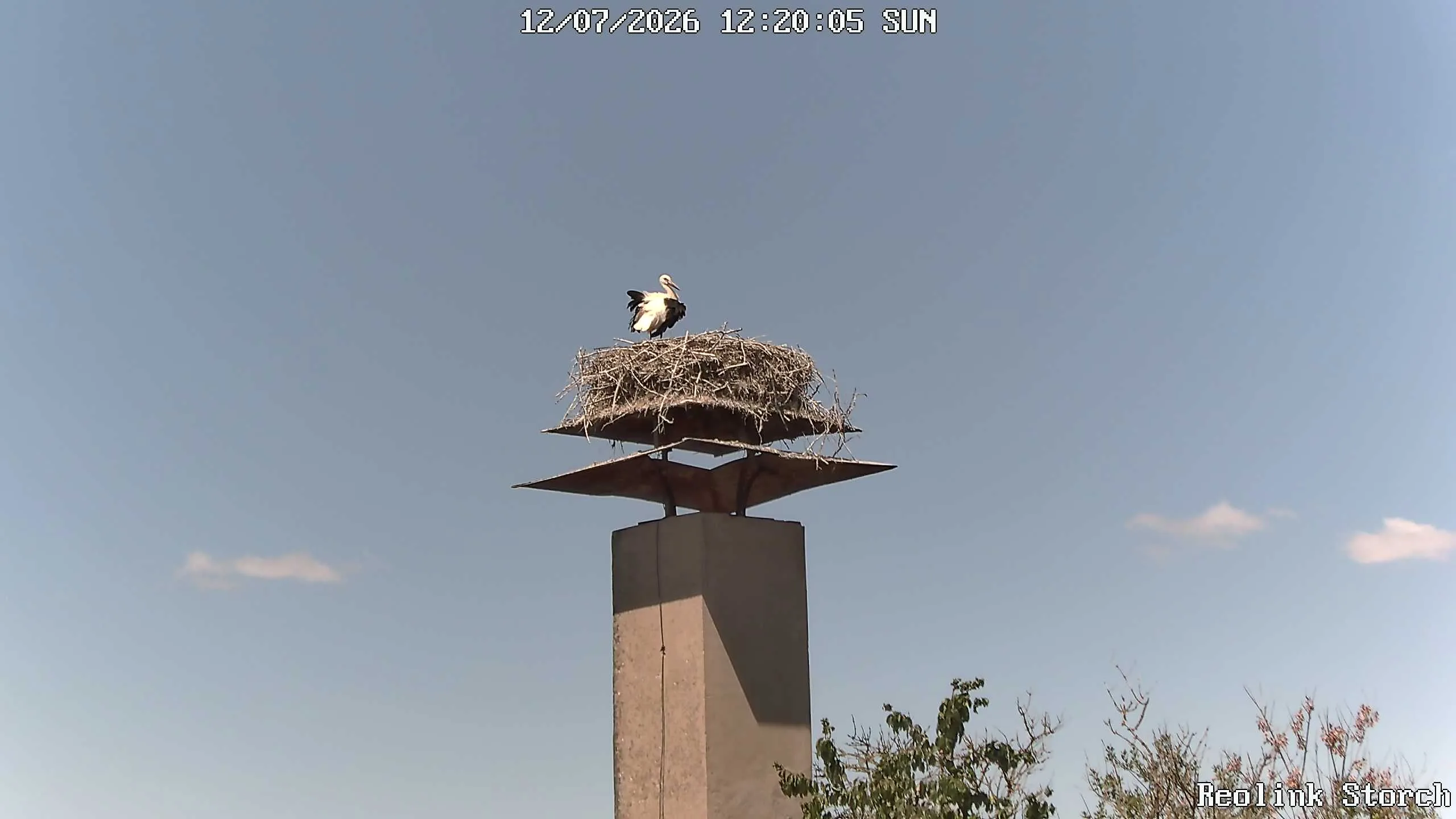 Storchencam Bild
