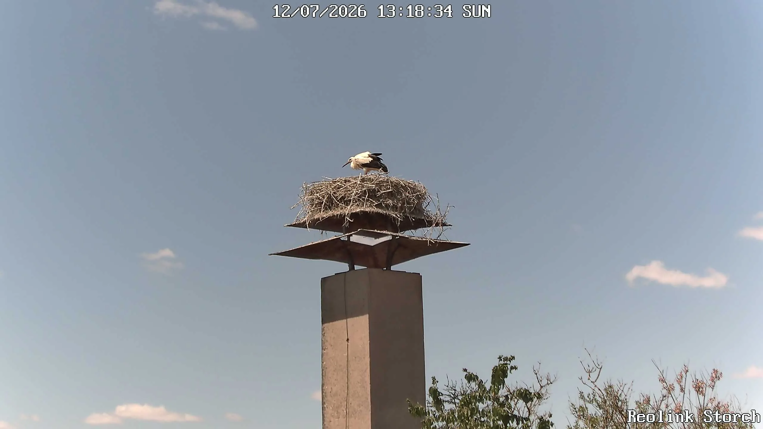 Storchencam Bild