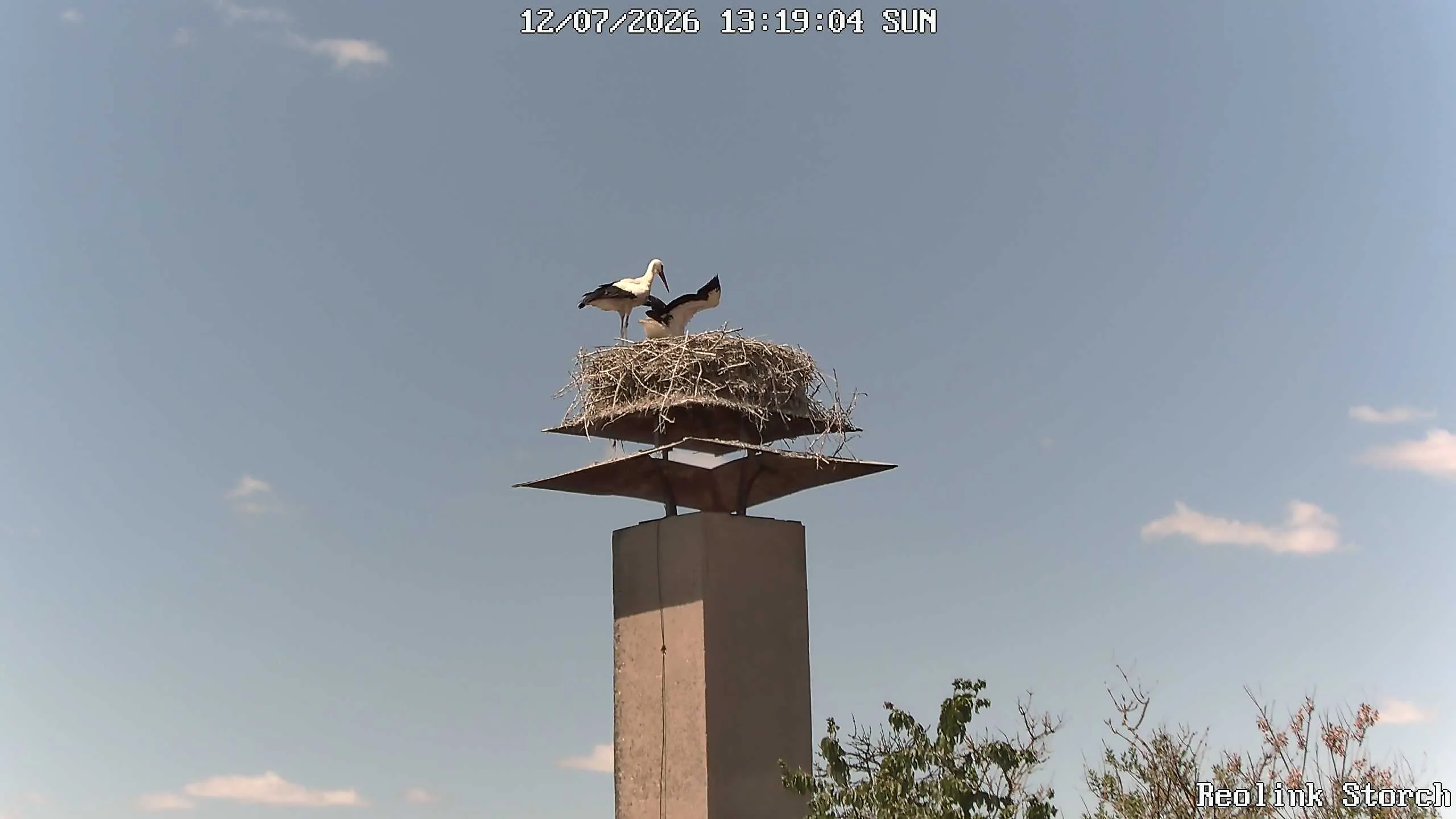 Storchencam Bild