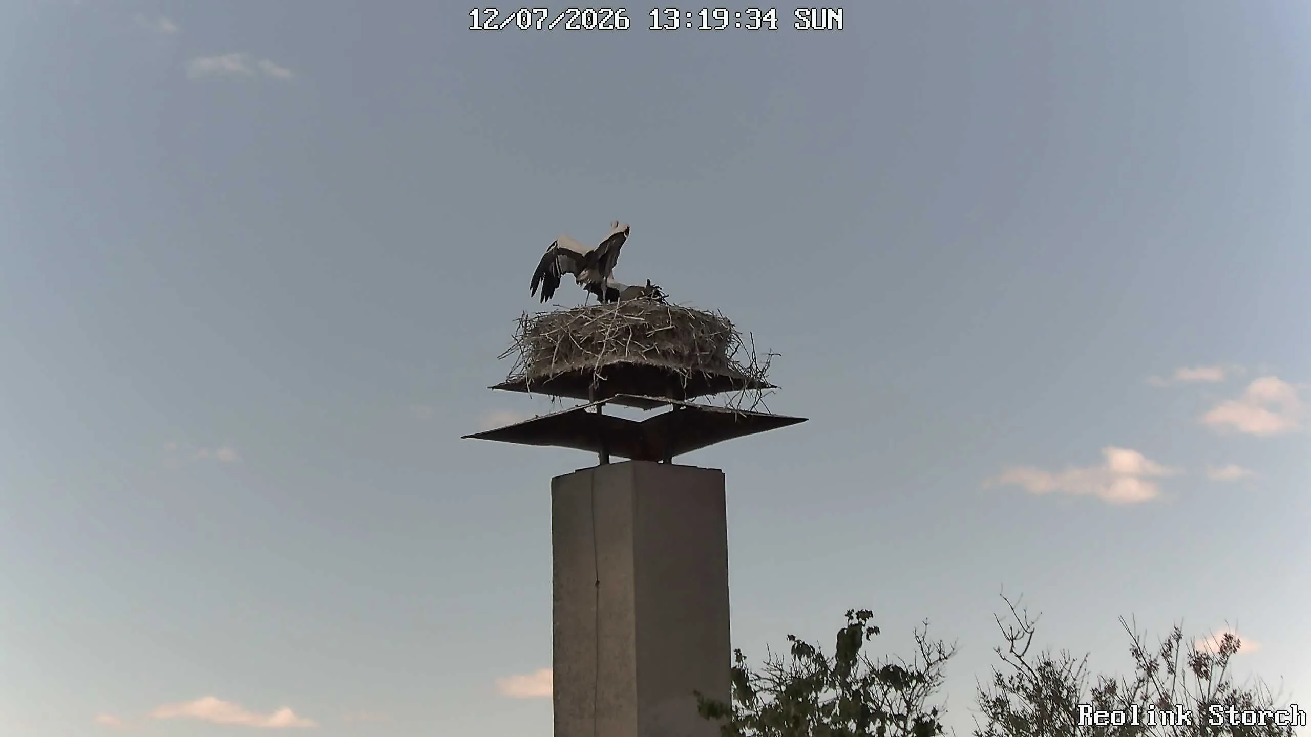 Storchencam Bild