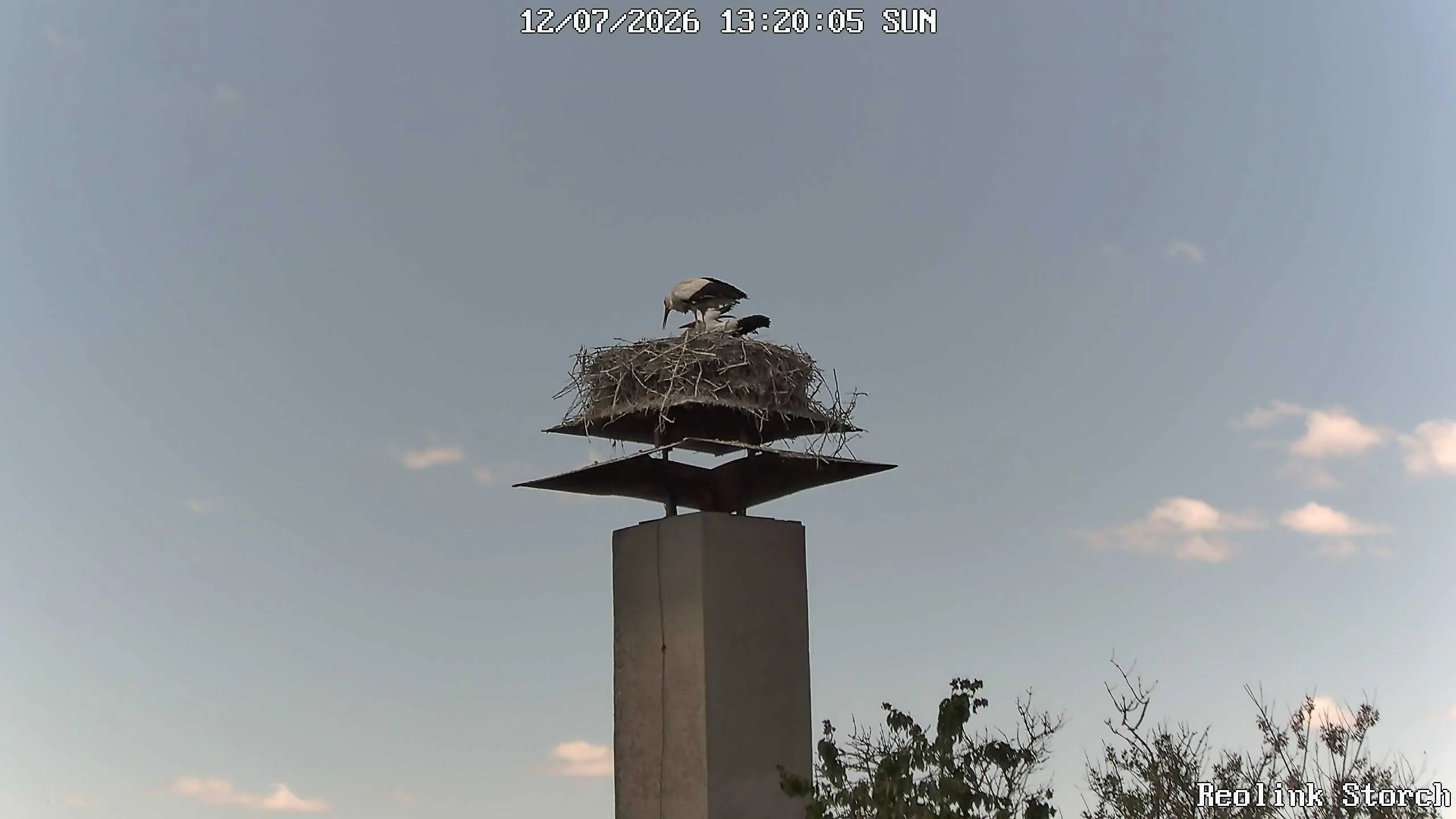 Storchencam Bild