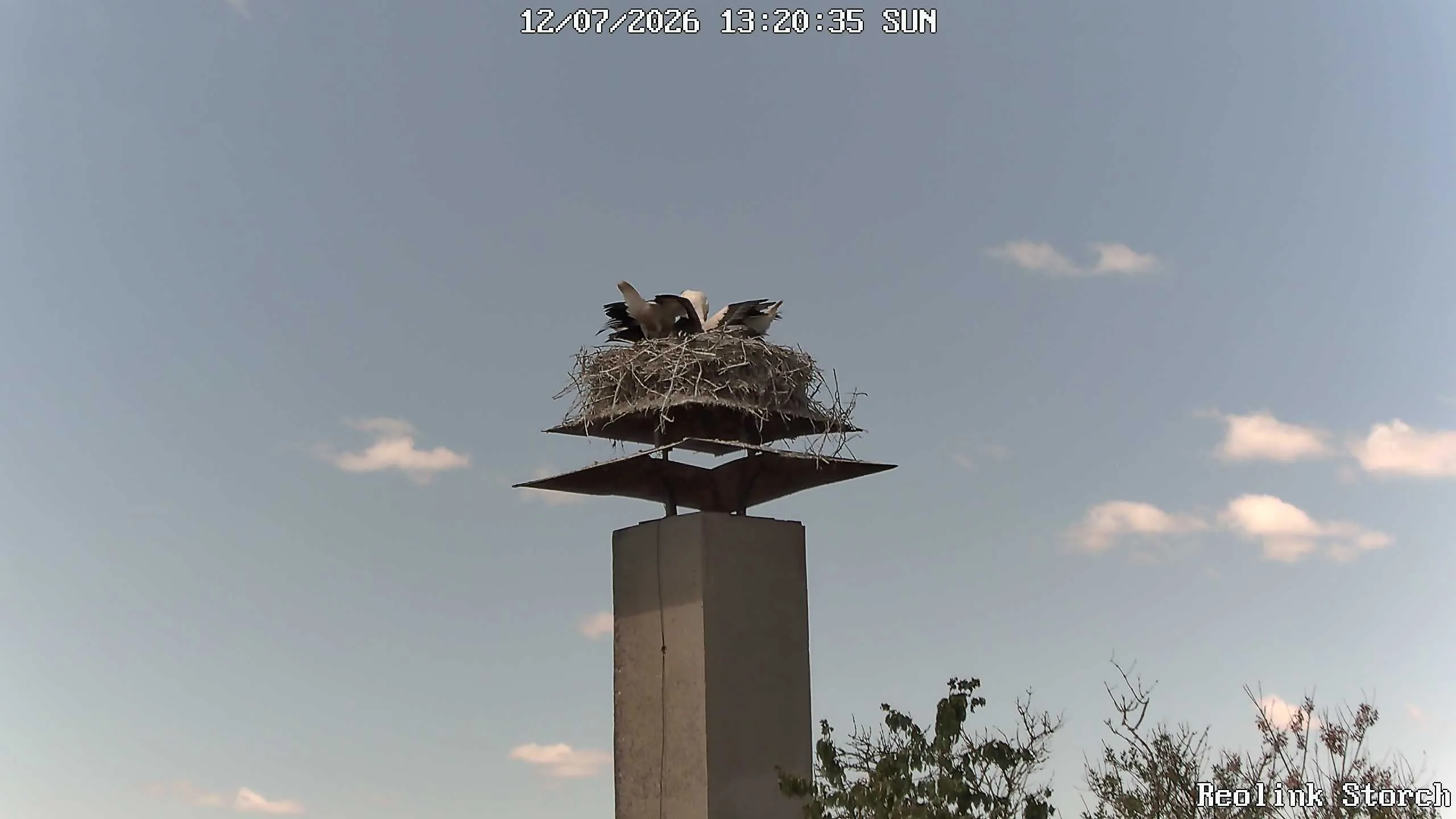 Storchencam Bild