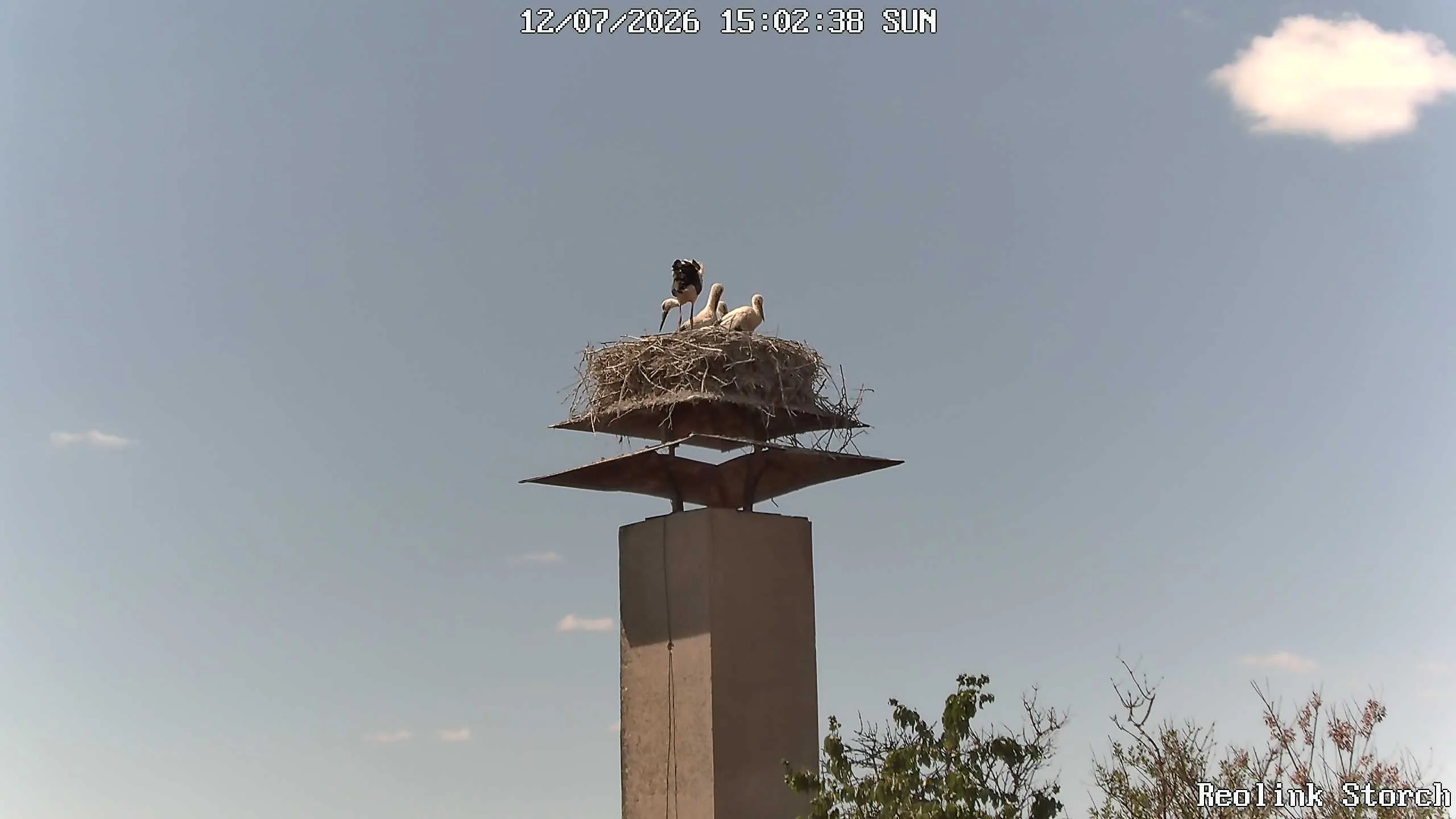 Storchencam Bild