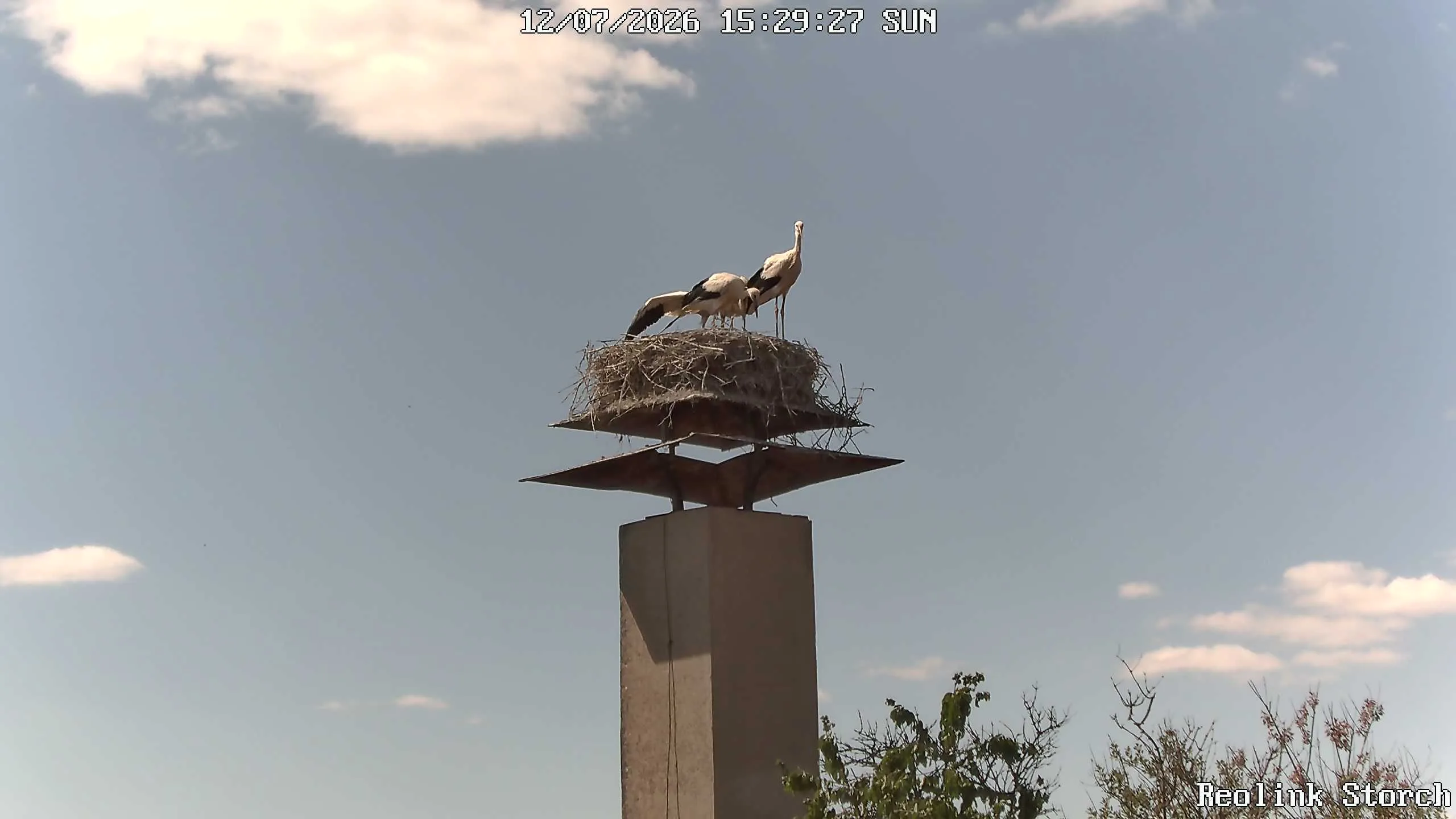 Storchencam Bild