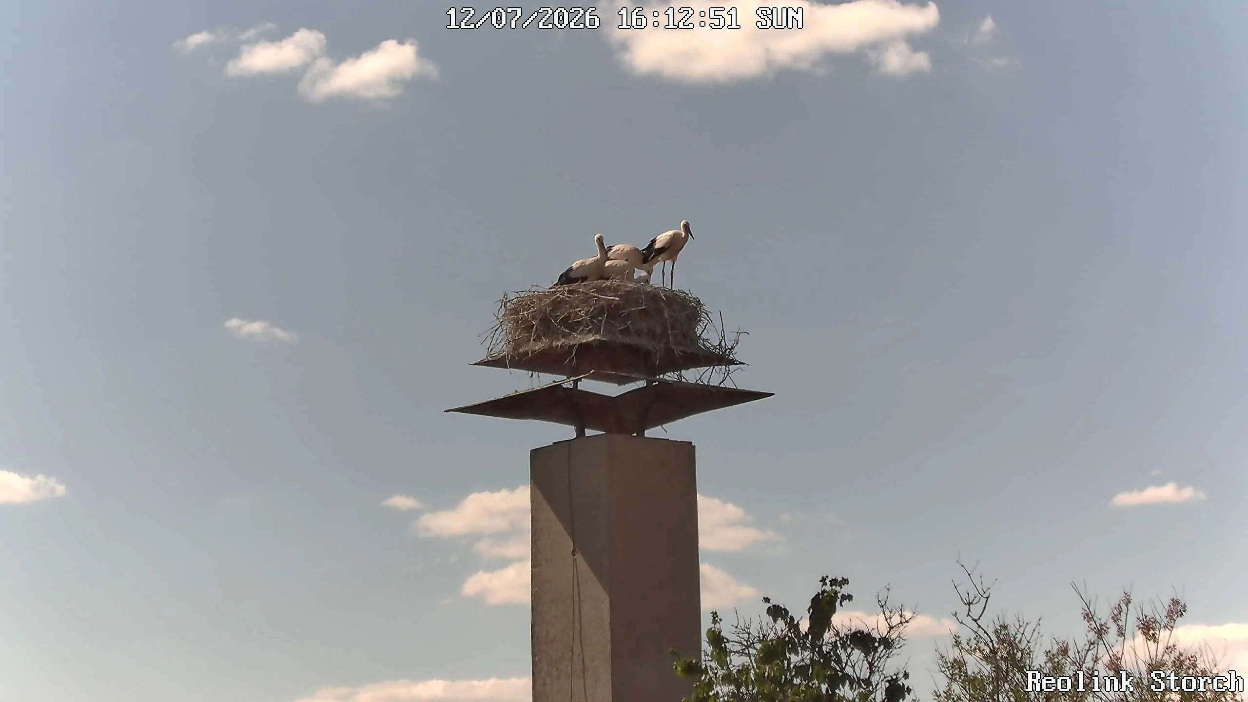 Storchencam Bild