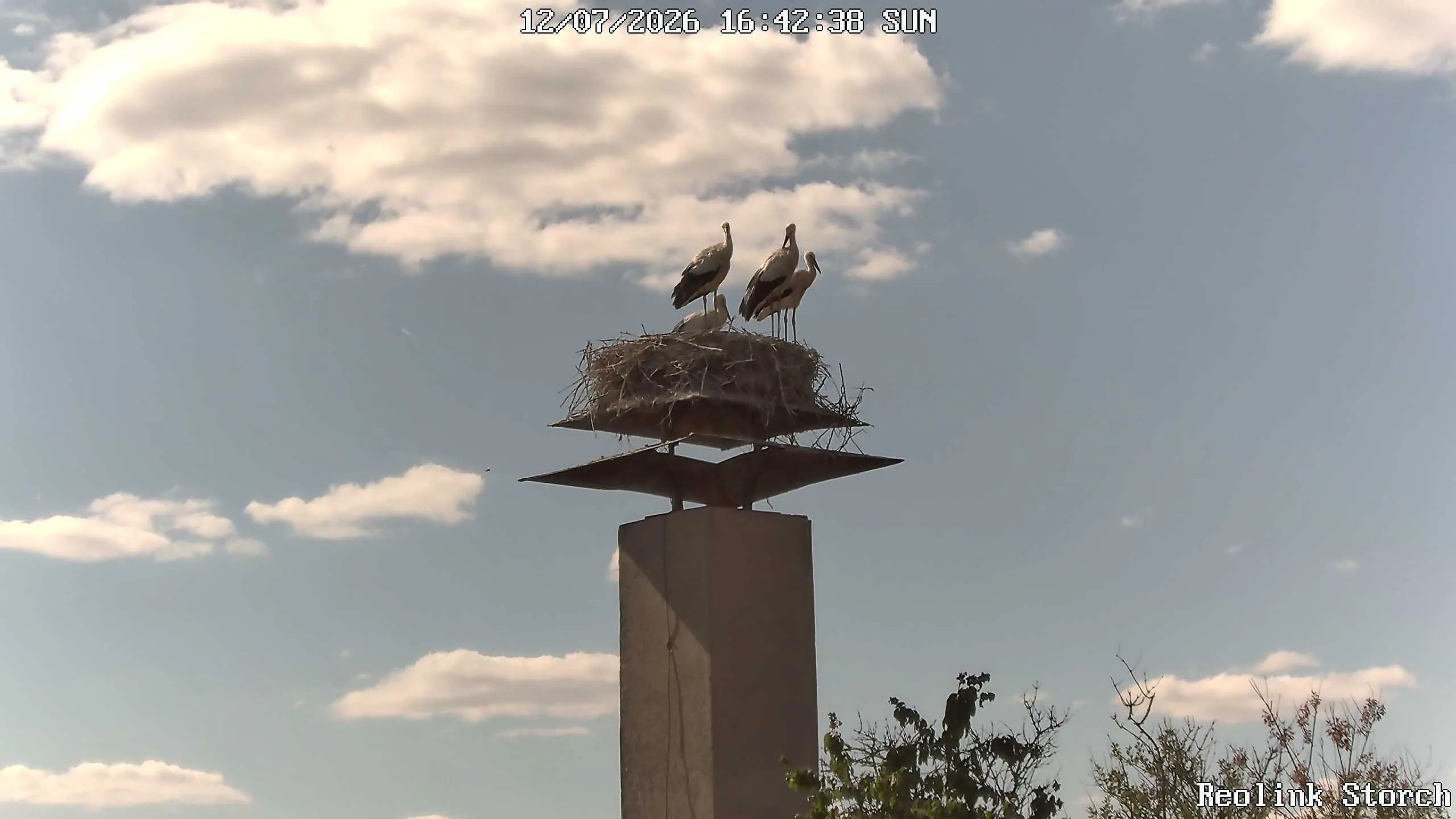 Storchencam Bild