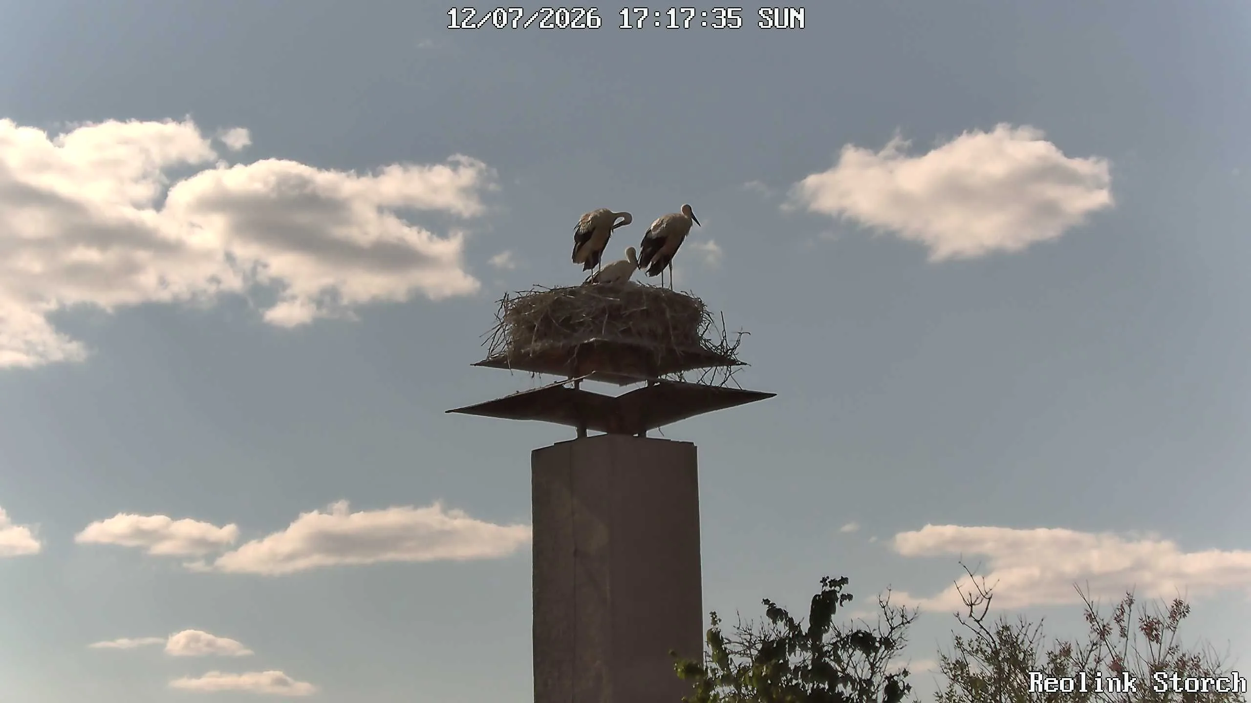 Storchencam Bild