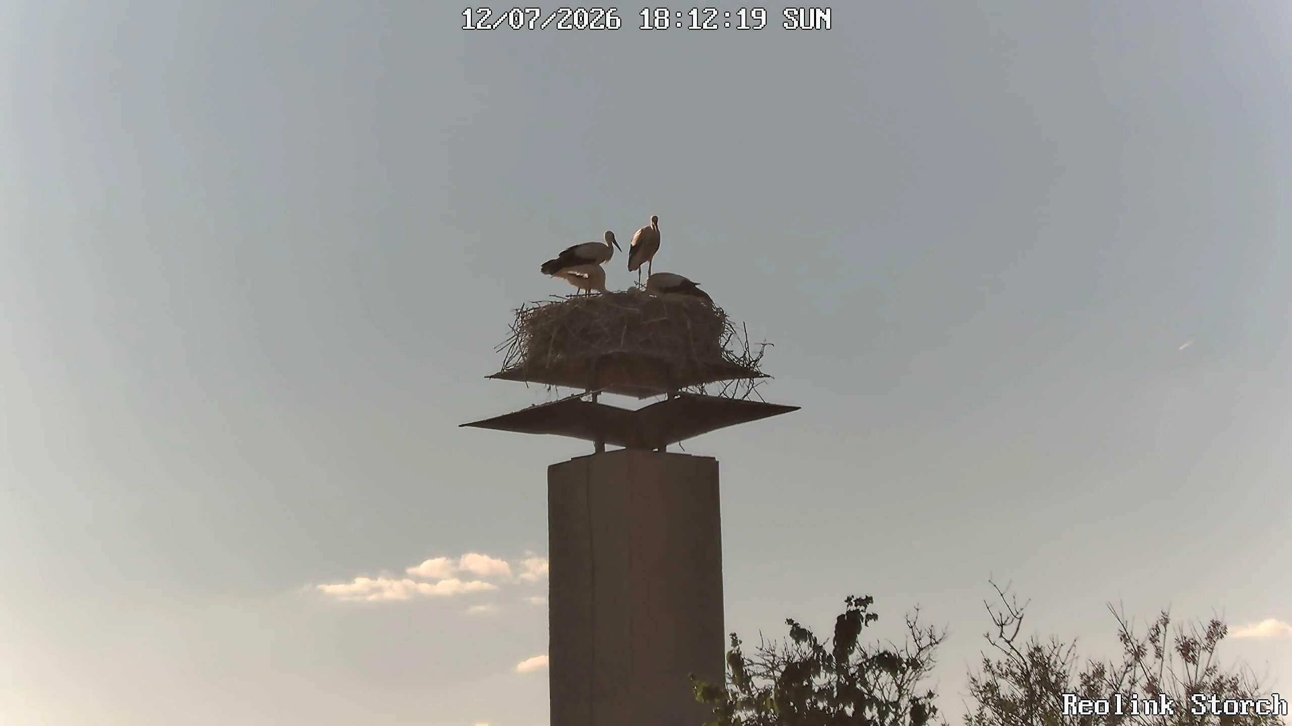 Storchencam Bild