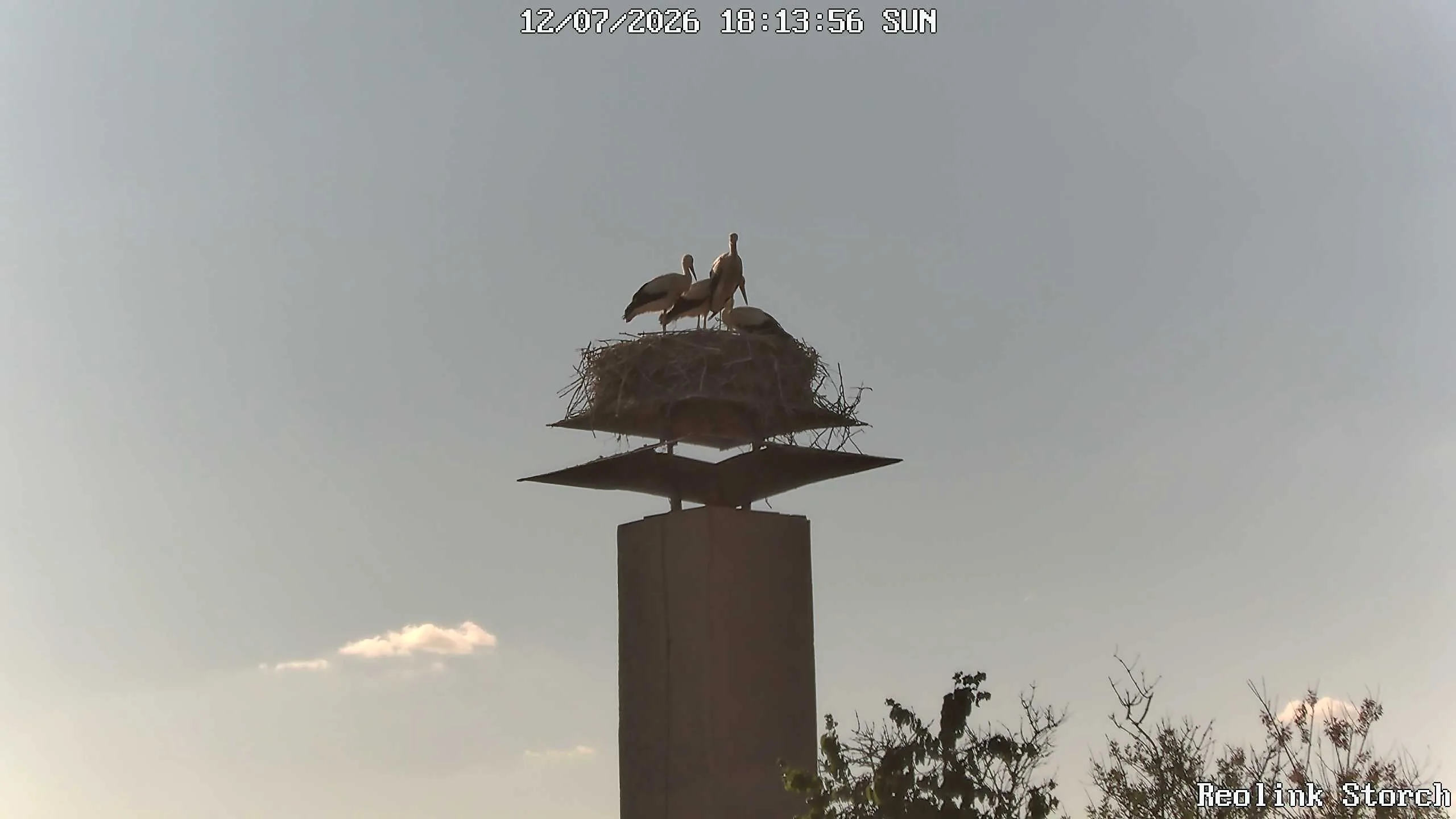 Storchencam Bild
