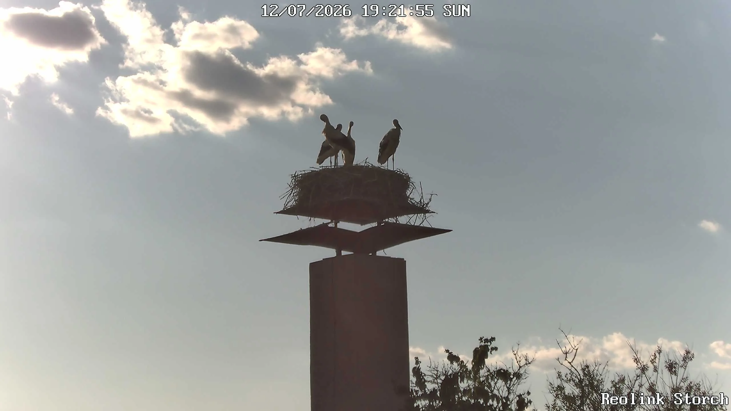 Storchencam Bild
