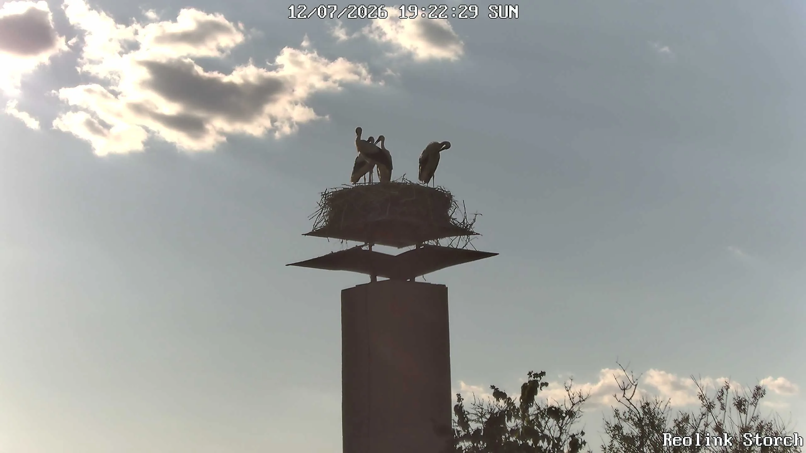 Storchencam Bild