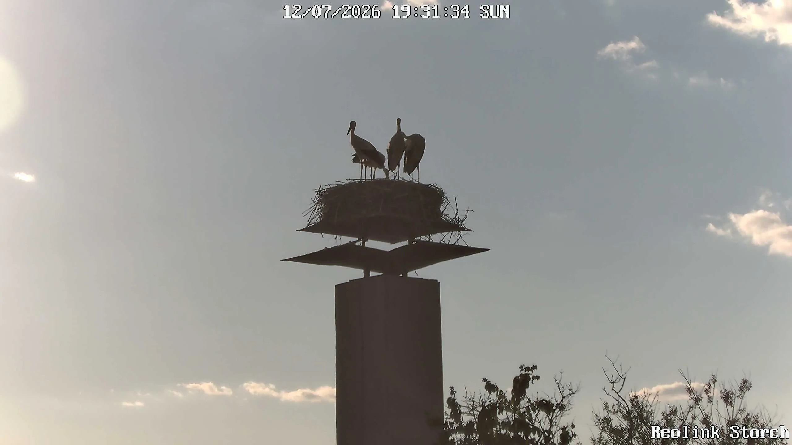 Storchencam Bild