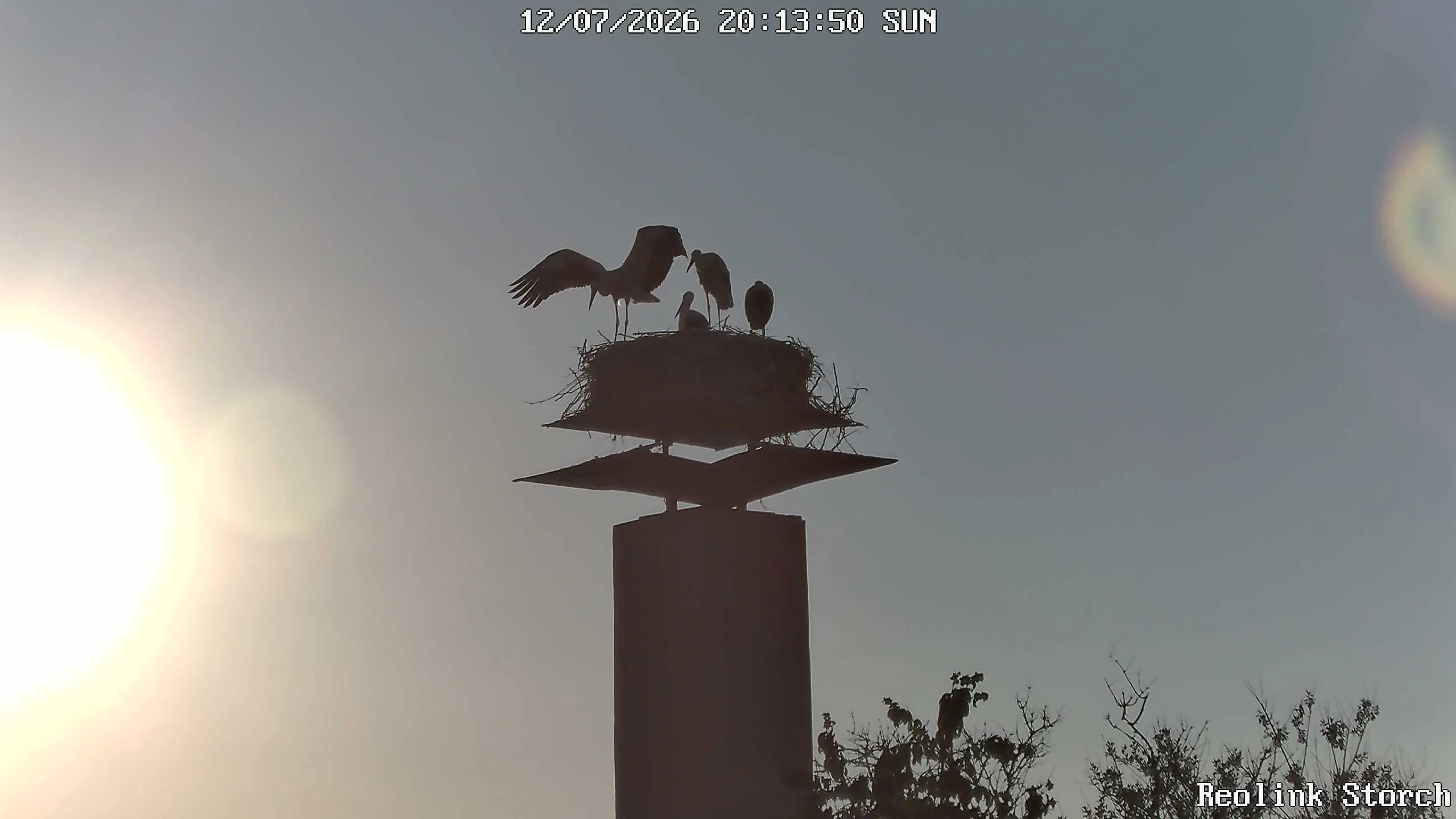 Storchencam Bild