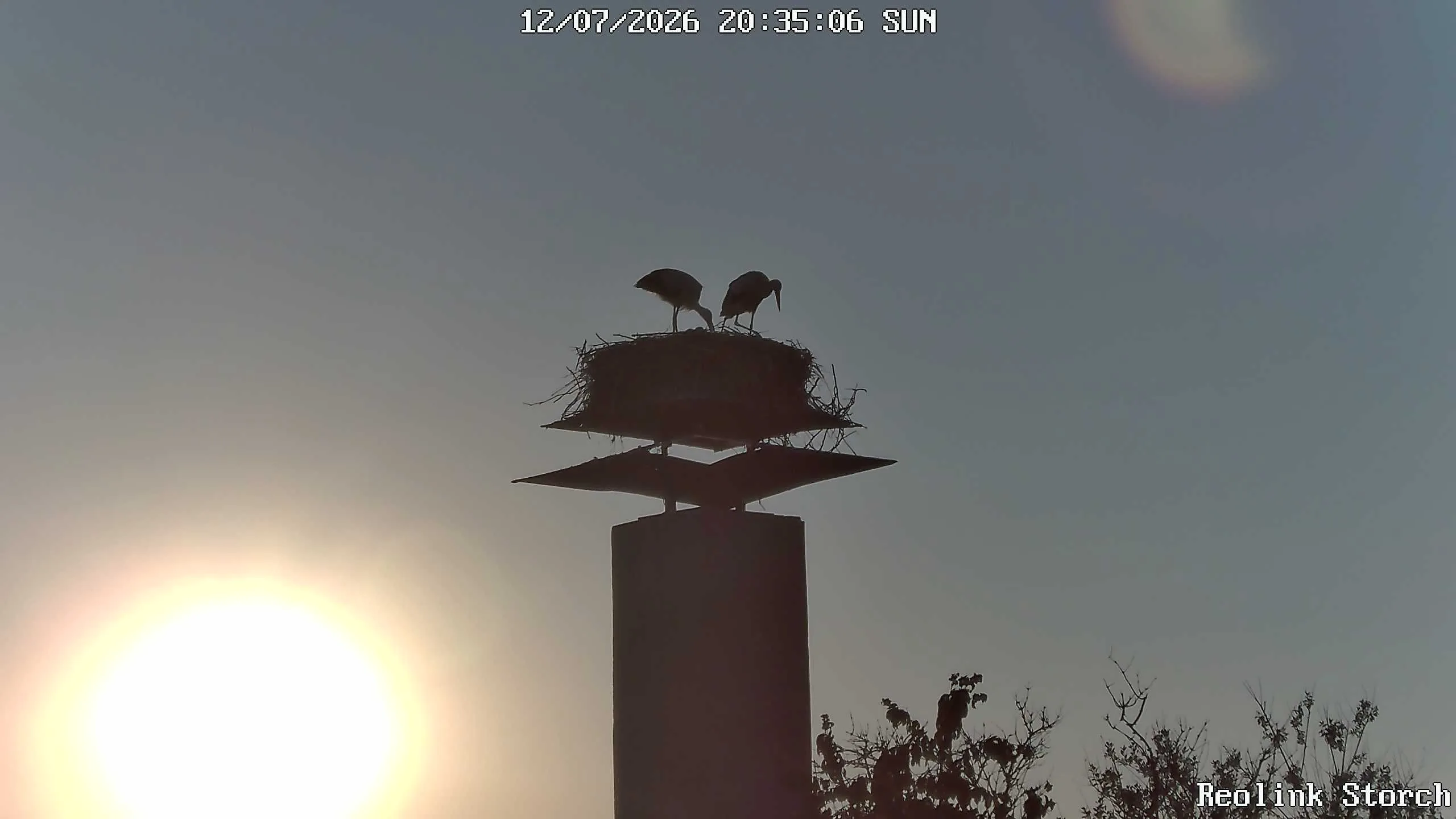 Storchencam Bild
