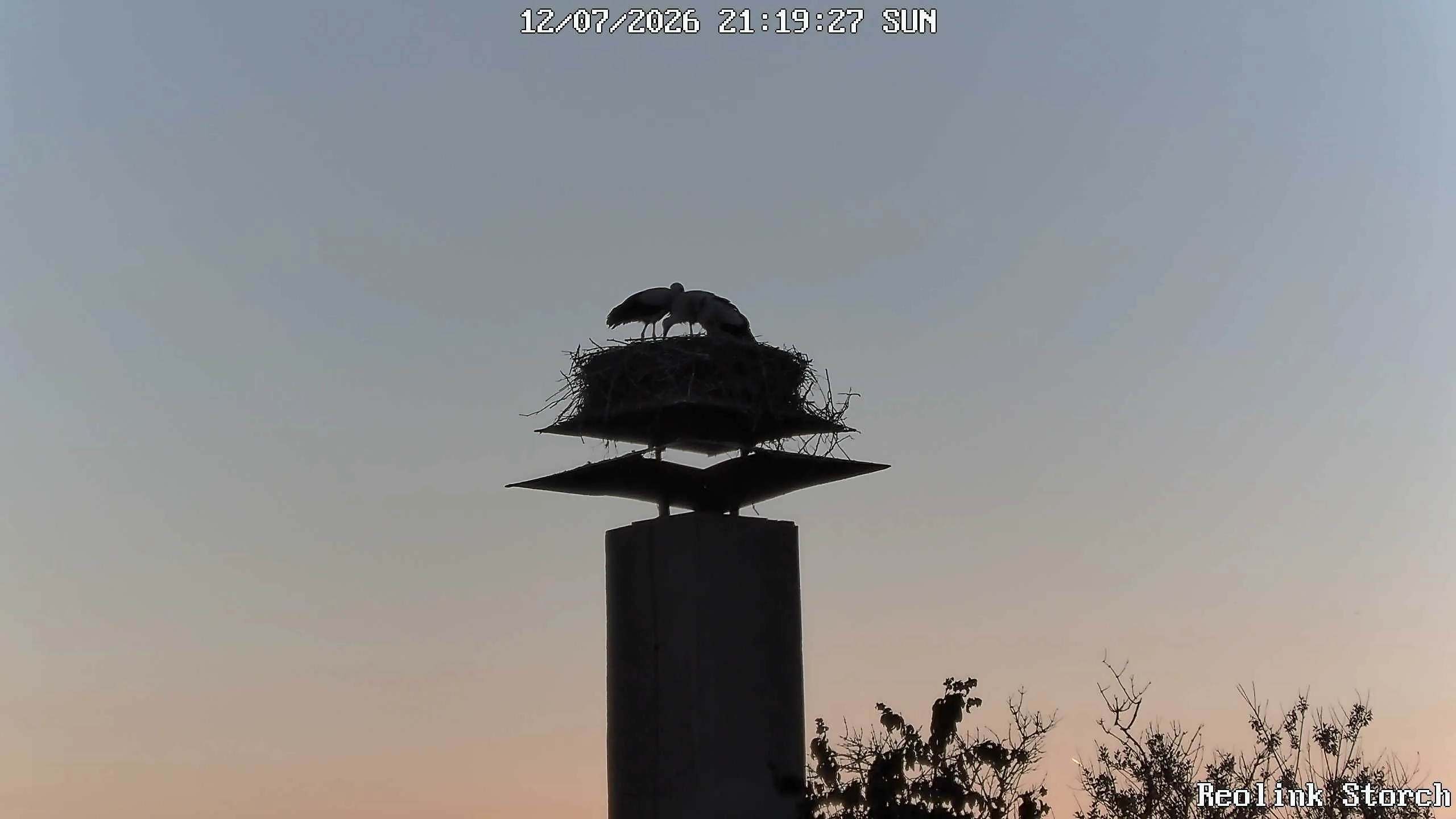 Storchencam Bild